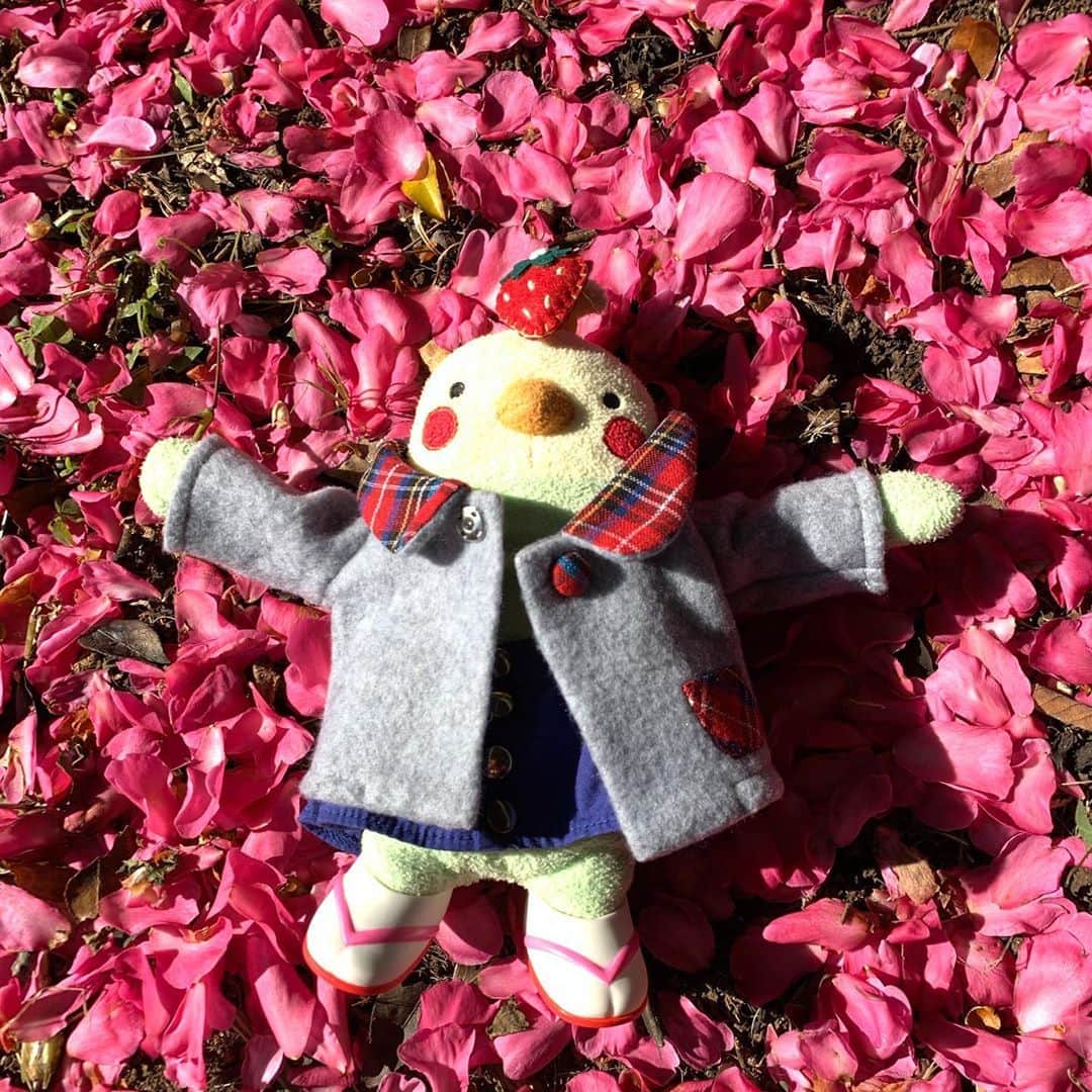 江口ともみさんのインスタグラム写真 - (江口ともみInstagram)「昭和記念公園続き‼️  綺麗なサザンカの花びらの絨毯があったんだよぉ😊‼️  とおさんとかあさんがインスタ映えだって、なんか若いカップルみたいな事やってた😆💕  #fumofumosan #フモフモさん #もぐたろう#おかちゃん #さらお#さらのすけ #昭和記念公園#サザンカ #山茶花#花びらの絨毯 #インスタ映え」11月5日 1時10分 - tomomin.eguchi