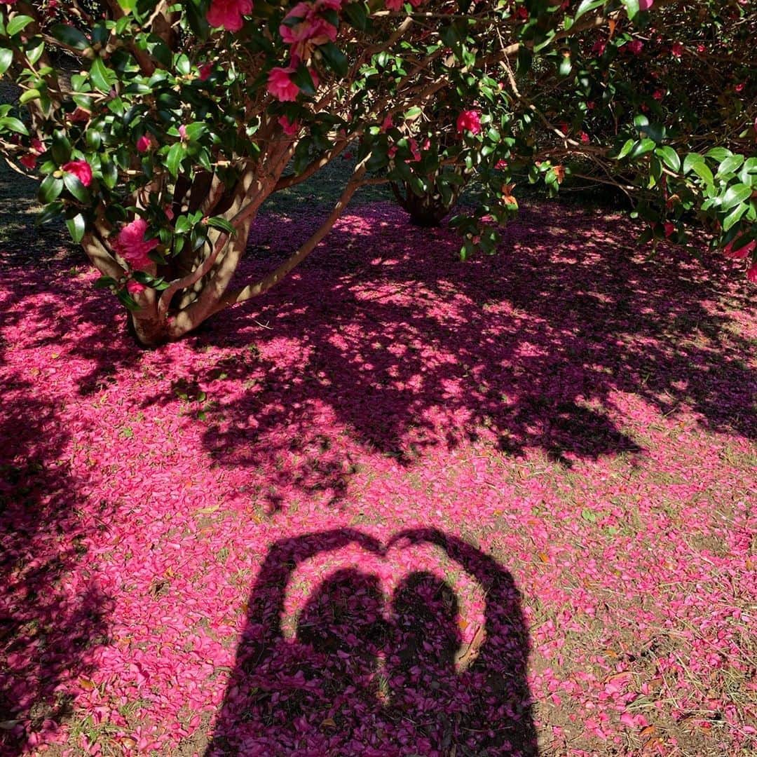 江口ともみさんのインスタグラム写真 - (江口ともみInstagram)「昭和記念公園続き‼️  綺麗なサザンカの花びらの絨毯があったんだよぉ😊‼️  とおさんとかあさんがインスタ映えだって、なんか若いカップルみたいな事やってた😆💕  #fumofumosan #フモフモさん #もぐたろう#おかちゃん #さらお#さらのすけ #昭和記念公園#サザンカ #山茶花#花びらの絨毯 #インスタ映え」11月5日 1時10分 - tomomin.eguchi