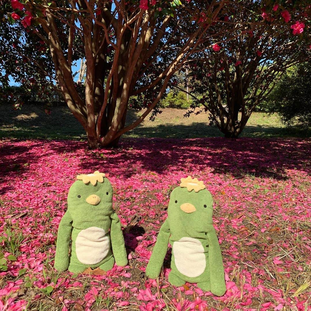 江口ともみさんのインスタグラム写真 - (江口ともみInstagram)「昭和記念公園続き‼️  綺麗なサザンカの花びらの絨毯があったんだよぉ😊‼️  とおさんとかあさんがインスタ映えだって、なんか若いカップルみたいな事やってた😆💕  #fumofumosan #フモフモさん #もぐたろう#おかちゃん #さらお#さらのすけ #昭和記念公園#サザンカ #山茶花#花びらの絨毯 #インスタ映え」11月5日 1時10分 - tomomin.eguchi