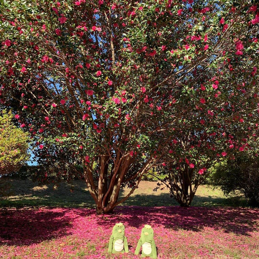 江口ともみさんのインスタグラム写真 - (江口ともみInstagram)「昭和記念公園続き‼️  綺麗なサザンカの花びらの絨毯があったんだよぉ😊‼️  とおさんとかあさんがインスタ映えだって、なんか若いカップルみたいな事やってた😆💕  #fumofumosan #フモフモさん #もぐたろう#おかちゃん #さらお#さらのすけ #昭和記念公園#サザンカ #山茶花#花びらの絨毯 #インスタ映え」11月5日 1時10分 - tomomin.eguchi