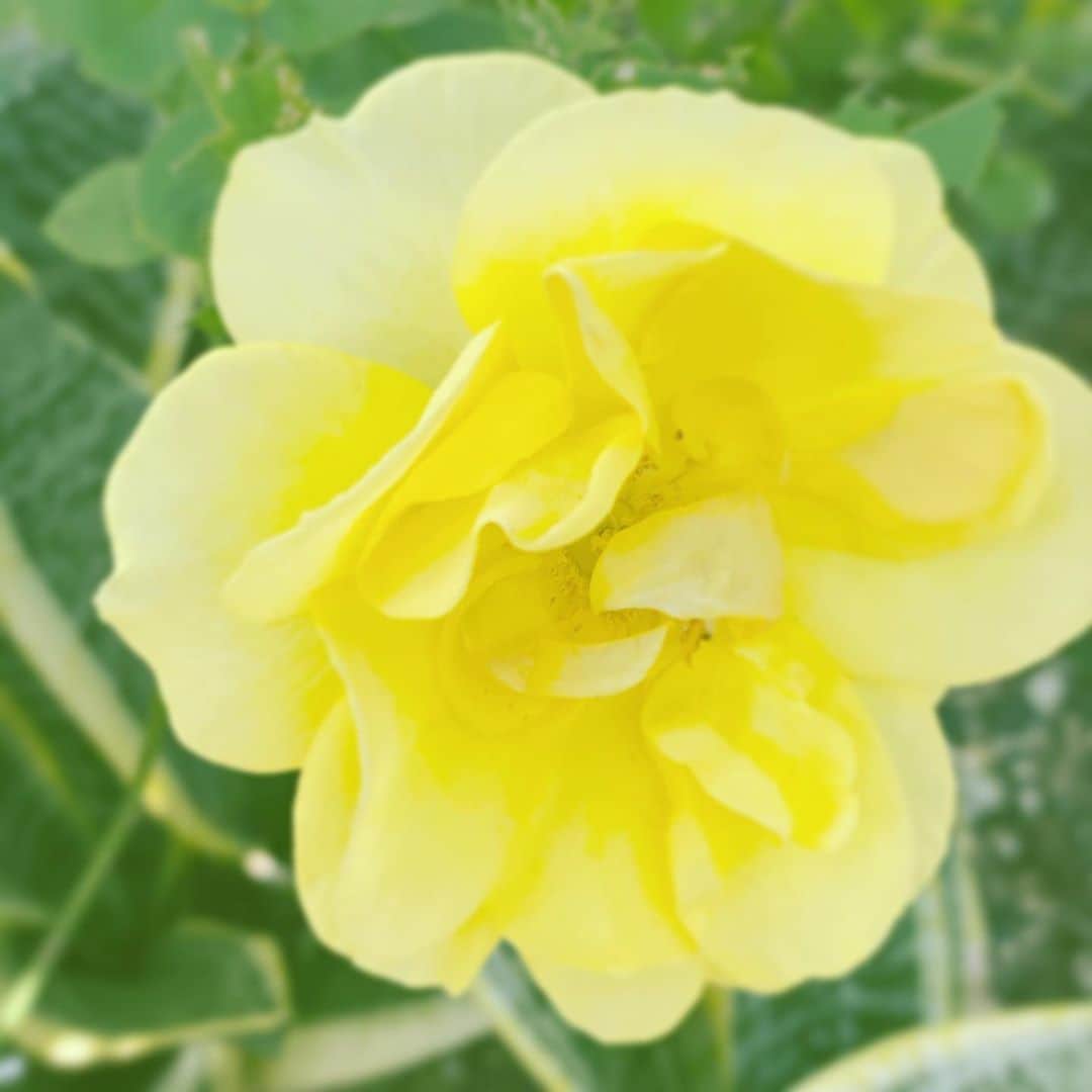 中野敬久さんのインスタグラム写真 - (中野敬久Instagram)「#flower #flowersoflife #yellow #hope #neighborhood」11月5日 1時16分 - hirohisanakano