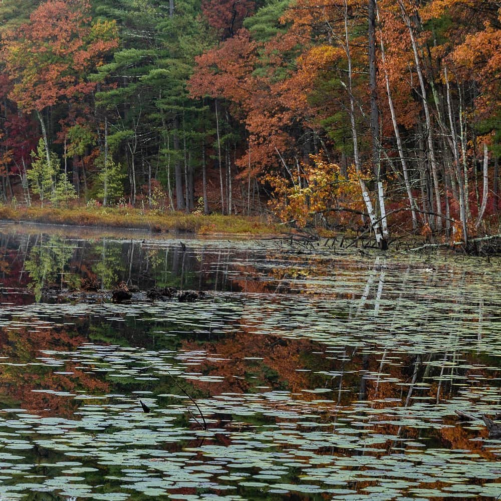 Tim Lamanさんのインスタグラム写真 - (Tim LamanInstagram)「Photo by @TimLaman.  A little #NatureTherapy while we wait….  - Fall colors peaking with beaver lodge in Massachusetts last week.  Triptych frame 1 (swipe to see full pano image). - #NewEngland #fallcolors #autumn #triptych www.timlamanfineart.com」11月5日 1時26分 - timlaman