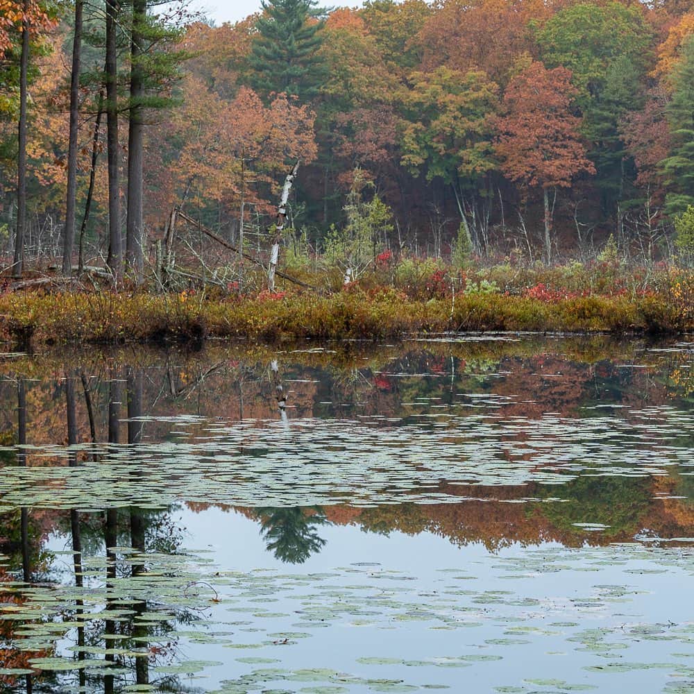 Tim Lamanさんのインスタグラム写真 - (Tim LamanInstagram)「Photo by @TimLaman.  A little #NatureTherapy while we wait….  - Fall colors peaking with beaver lodge in Massachusetts last week.  Triptych frame 1 (swipe to see full pano image). - #NewEngland #fallcolors #autumn #triptych www.timlamanfineart.com」11月5日 1時26分 - timlaman