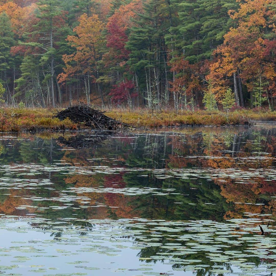 Tim Lamanさんのインスタグラム写真 - (Tim LamanInstagram)「Photo by @TimLaman.  A little #NatureTherapy while we wait….  - Fall colors peaking with beaver lodge in Massachusetts last week.  Triptych frame 1 (swipe to see full pano image). - #NewEngland #fallcolors #autumn #triptych www.timlamanfineart.com」11月5日 1時26分 - timlaman