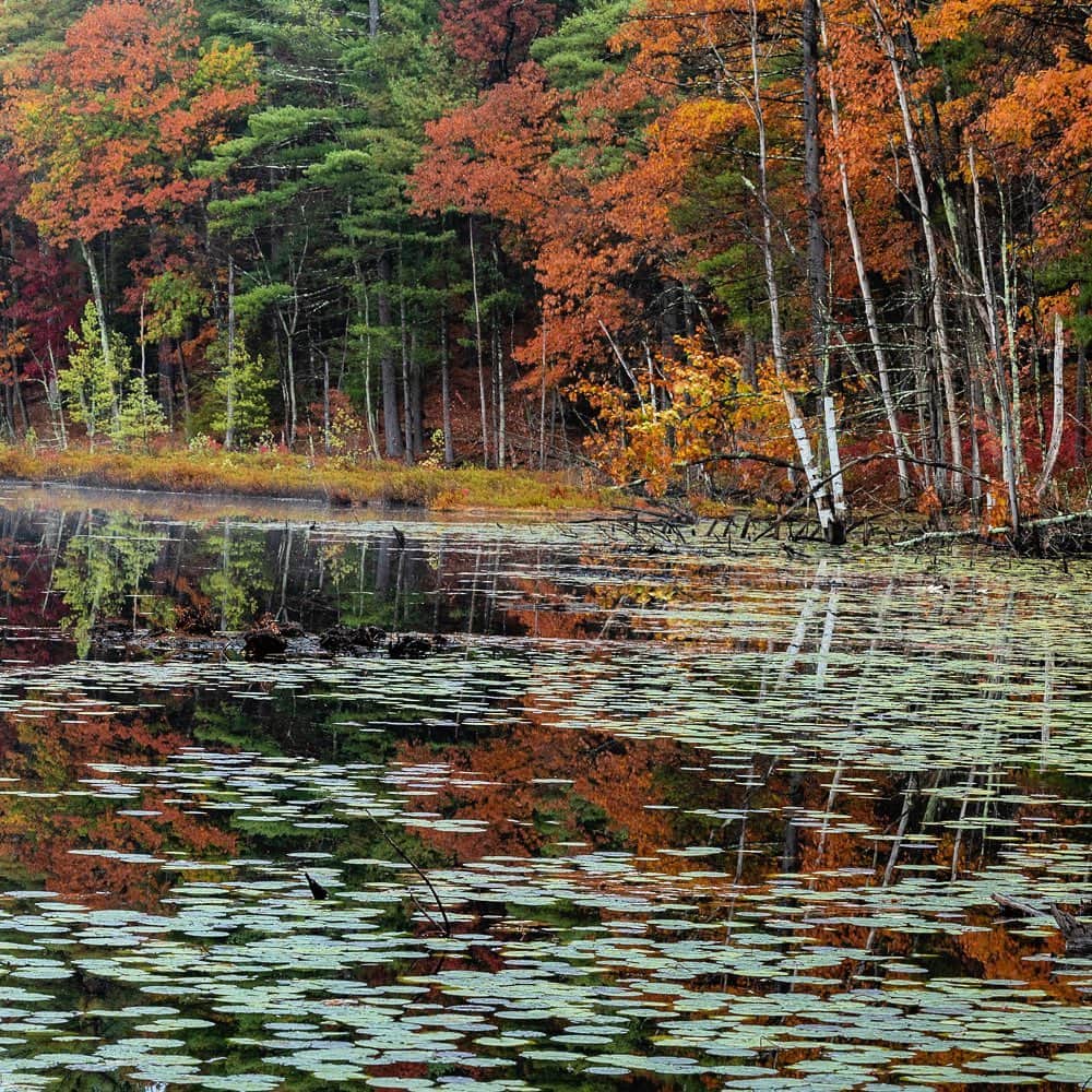 Tim Lamanさんのインスタグラム写真 - (Tim LamanInstagram)「Photo by @TimLaman.  A little #NatureTherapy while we wait….  - Fall colors peaking with beaver lodge in Massachusetts last week.  Triptych frame 3 of 3 (see full pano by swiping on frame 1 in my feed @timlaman) - #NewEngland #fallcolors #autumn #triptych www.timlamanfineart.com」11月5日 1時23分 - timlaman