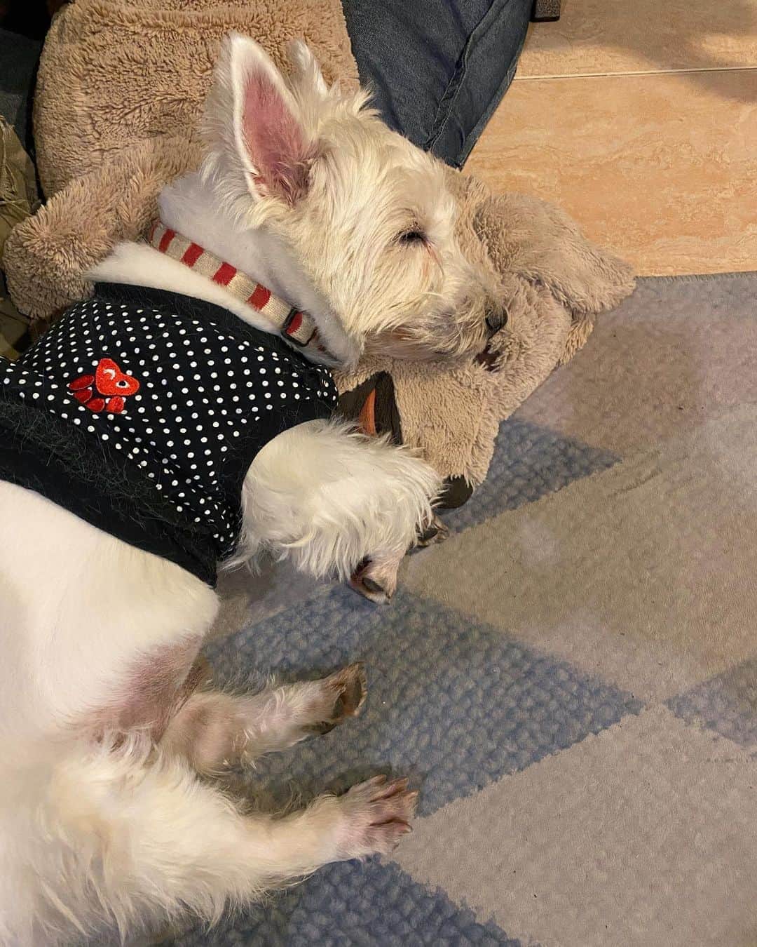 Hoykong&Plamuekのインスタグラム：「Good night  #plamuek_westies  #missyoueverydayhoykong」