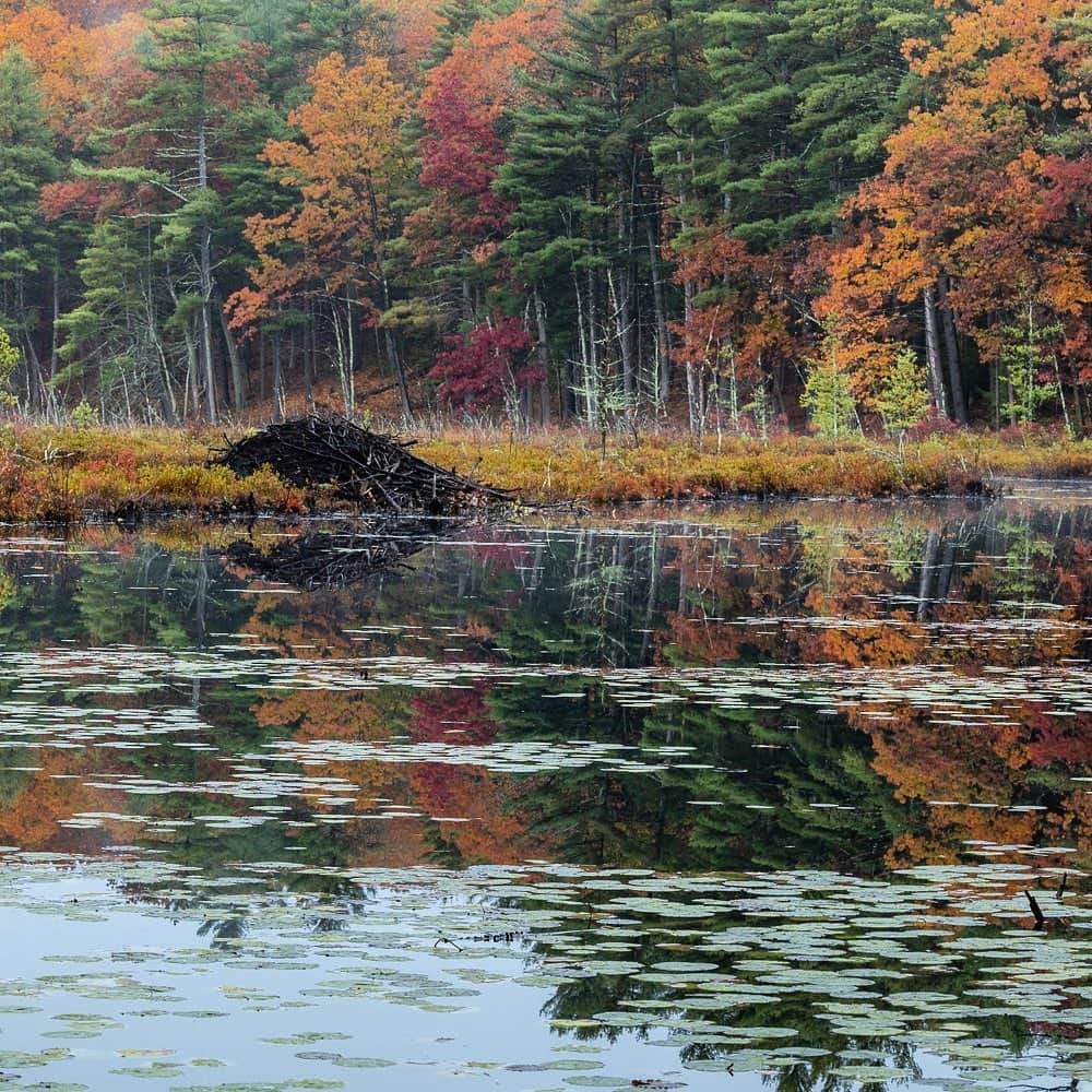 Tim Lamanさんのインスタグラム写真 - (Tim LamanInstagram)「Photo by @TimLaman.  A little #NatureTherapy while we wait….  - Fall colors peaking with beaver lodge in Massachusetts last week.  Triptych frame 2 of 3 (see full pano by swiping on frame 1 in my feed @timlaman) - #NewEngland #fallcolors #autumn #triptych www.timlamanfineart.com」11月5日 1時24分 - timlaman