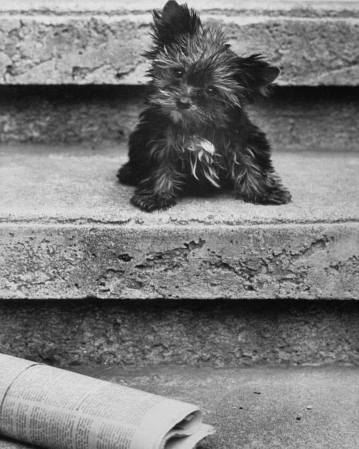lifeのインスタグラム：「From the November 20, 1964 issue: Tank, a three-month-old puppy from Connecticut, contemplates whether he wants to read the newspaper. For more cuddly Yorkies, tap the link in bio. (📷Nina Leen/LIFE Picture Collection)   #wildLIFEWednesday #yorkiesofinstagram #yorkiesofficial #cuddlypuppy #ninaleen」