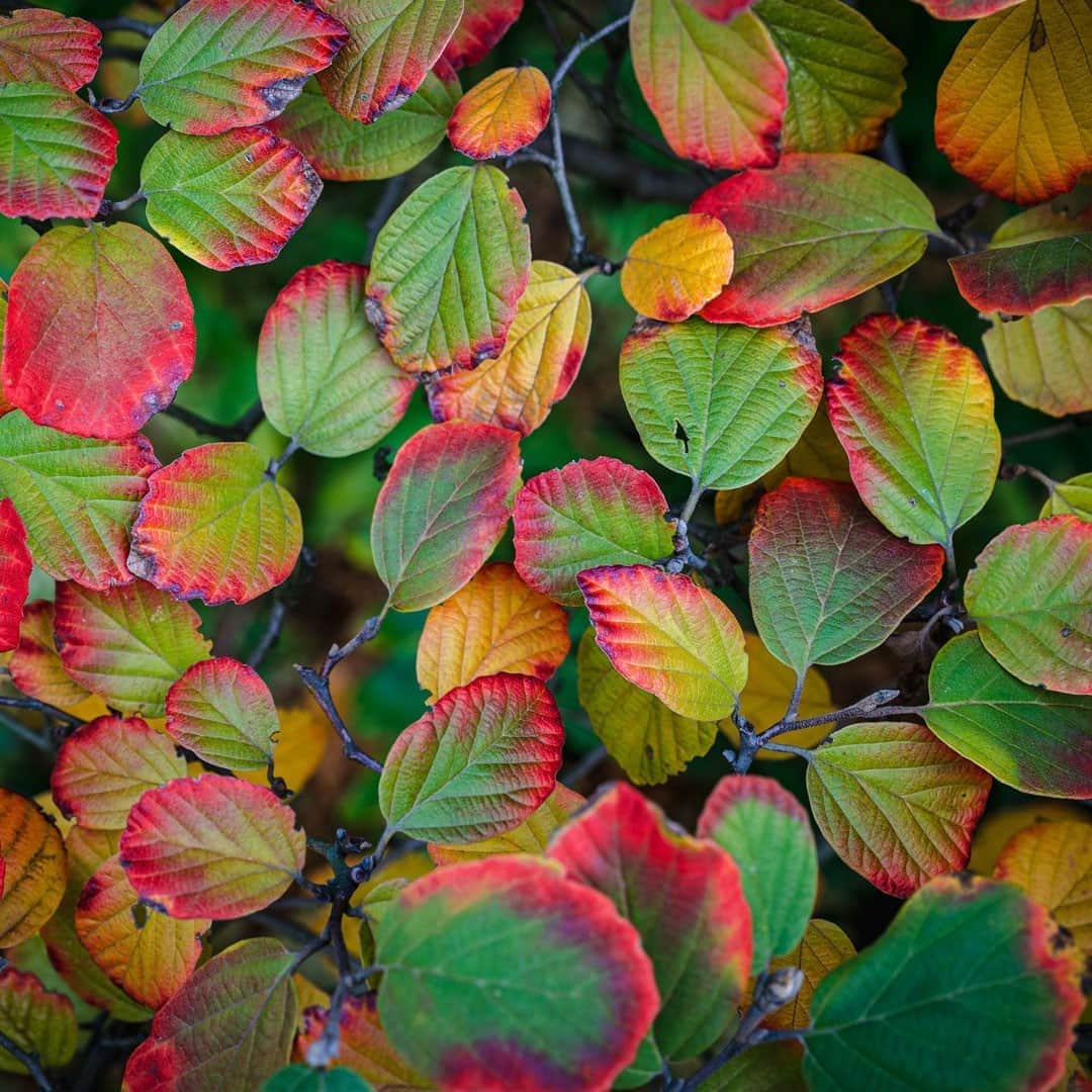 ニューヨーク植物園のインスタグラム：「In fall, each leaf can be its own palette. 🎨 . Explore the Home Gardening Center this week and you're sure to find the vivid leaves of the dwarf witch-alder, each one doing its best to encompass all the brightest colors of the season. Make time to get outside and enjoy the beauty nature has to offer in November. . #Fothergilla gardenii Beaver Creek #plantlove #AllInNYC」