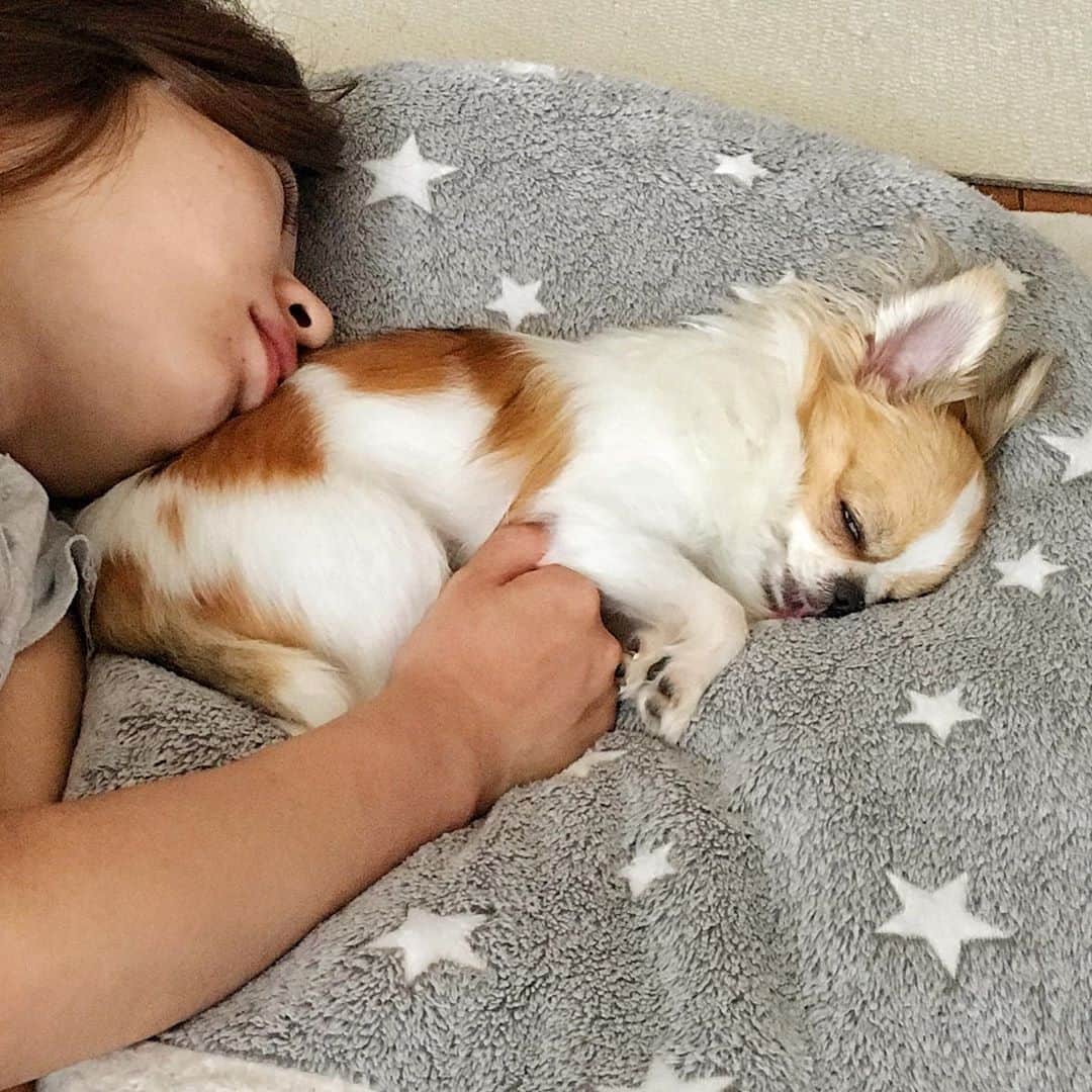 ちまさんのインスタグラム写真 - (ちまInstagram)「napping with mommy 🐶💤👩🏻💤 ・ ヒーターを付け始めた結果、寝落ちしがち…😪 ・ #chima #ちま #チワワ #chihuahua #ชิวาวา #PECOいぬ部 #WeeklyFluff #dogs #BarkBoxDay #dogsofbark #nappingdog #siesta」11月5日 2時26分 - chima.chihuahua