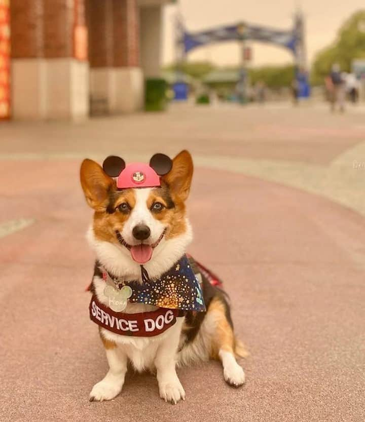 ディズニーランドさんのインスタグラム写真 - (ディズニーランドInstagram)「Looks like someone is having a Paw-some Wednesday! #DowntownDisney #DisneyPets (📷: @kona.the.corgi)」11月5日 3時00分 - disneyland