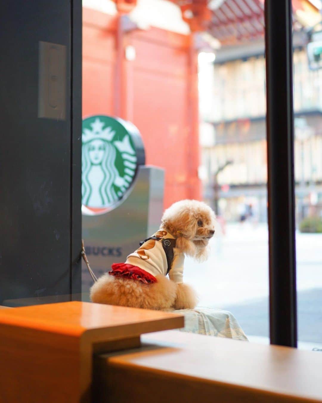 Toypoodle Mikuru?Asakusa Tokyoのインスタグラム：「20201105 Tuesday. Good morning! Friends ♥️ . 今朝はいつもより冷え込みました。 お散歩帰りに暖かジンジャーブラットラテで温もりました☕️ . ❶ ここではマテる犬🤣 ❷ あ！気がついた♥️ ❸ みくるはお家に帰ってオニクね。 . テレワークだと通勤時間がないから 朝ゆっくりお散歩できて良いんですよ🥰 . #スターバックス #ジンジャーブラットラテ #雷門 #酒ばかり飲んでるわけではない」