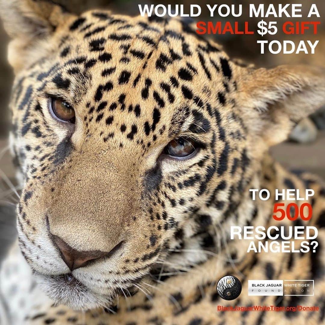 Black Jaguar-White Tiger さんのインスタグラム写真 - (Black Jaguar-White Tiger Instagram)「Your donation saves lives. Active link to donate on our bio or at www.BlackJaguarWhiteTiger.org/Donate」11月5日 3時12分 - blackjaguarwhitetiger