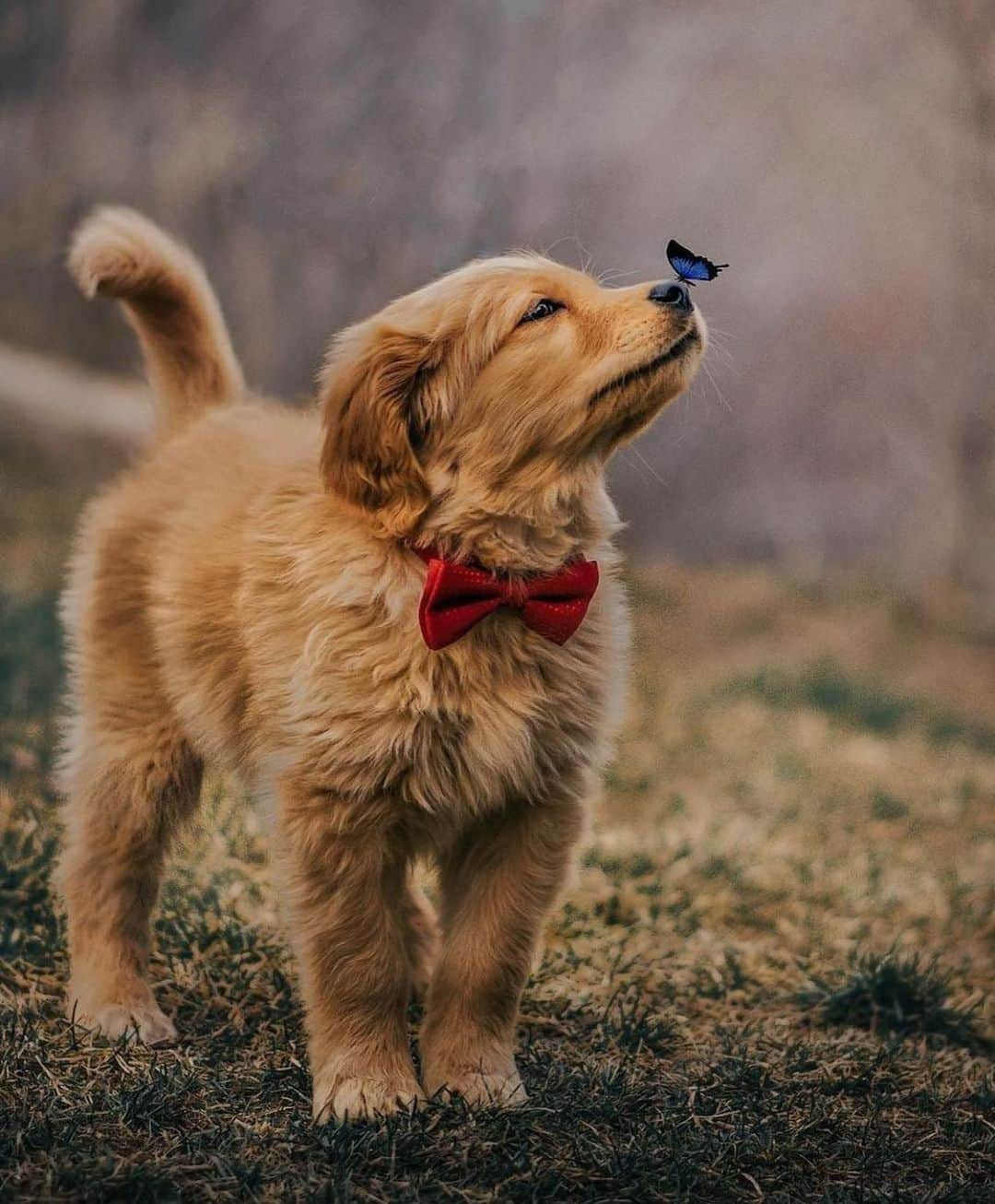 animalsさんのインスタグラム写真 - (animalsInstagram)「An unlikely friendship in Layton, Utah 🐶🦋 Photo by: @the_bru_bros」11月5日 4時06分 - babyanmlpics