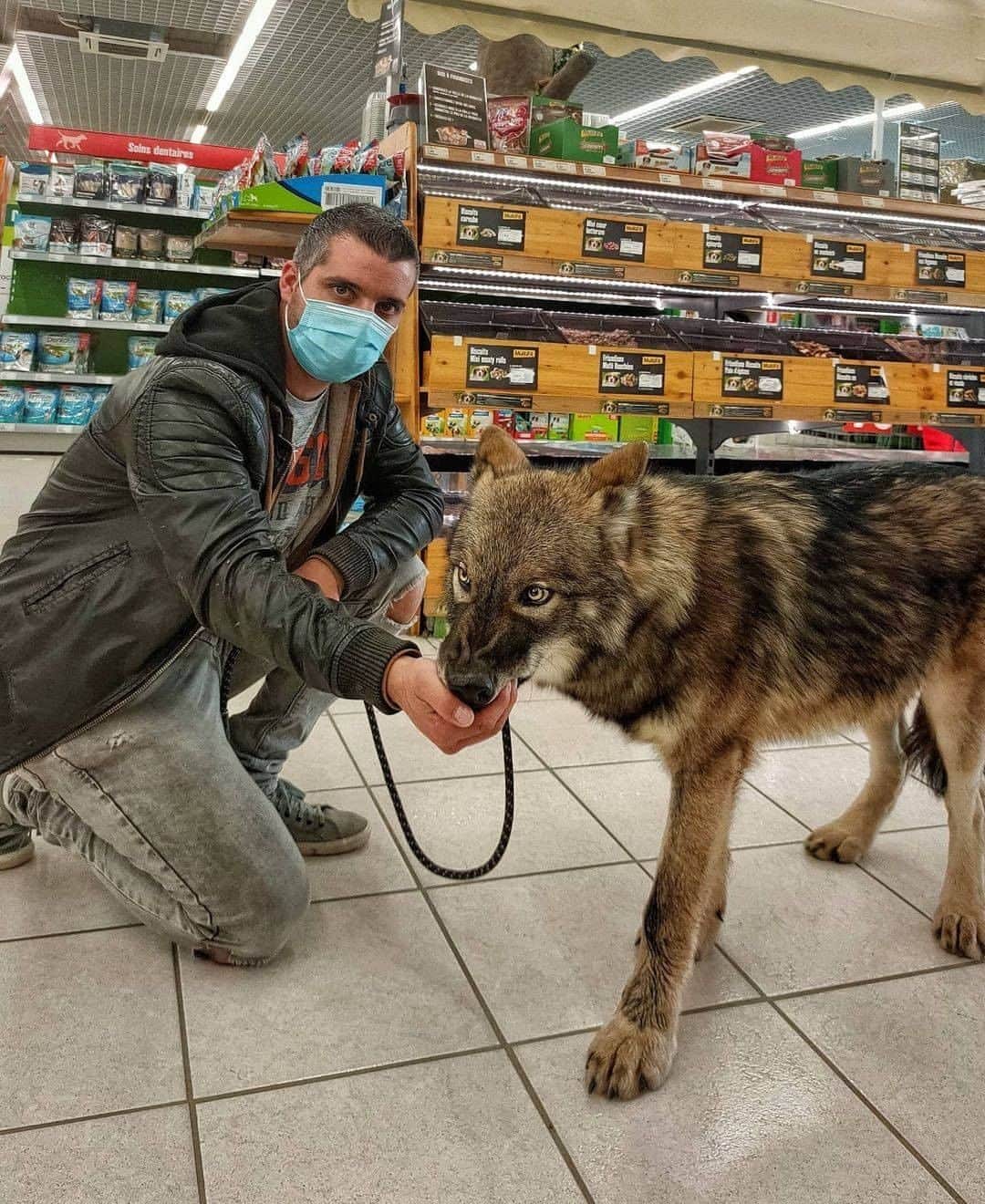 8crapさんのインスタグラム写真 - (8crapInstagram)「Big boi doing some shopping with hooman - Want to get featured like them? Join “The Barked Club” on FACEBOOK and post something now! 👉 barked.com - 📷 @wolf_resurrection - #TheBarkedClub #barked #dog #doggo #WolfDog」11月5日 5時00分 - barked