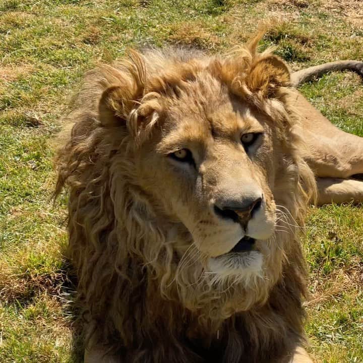 Black Jaguar-White Tiger のインスタグラム