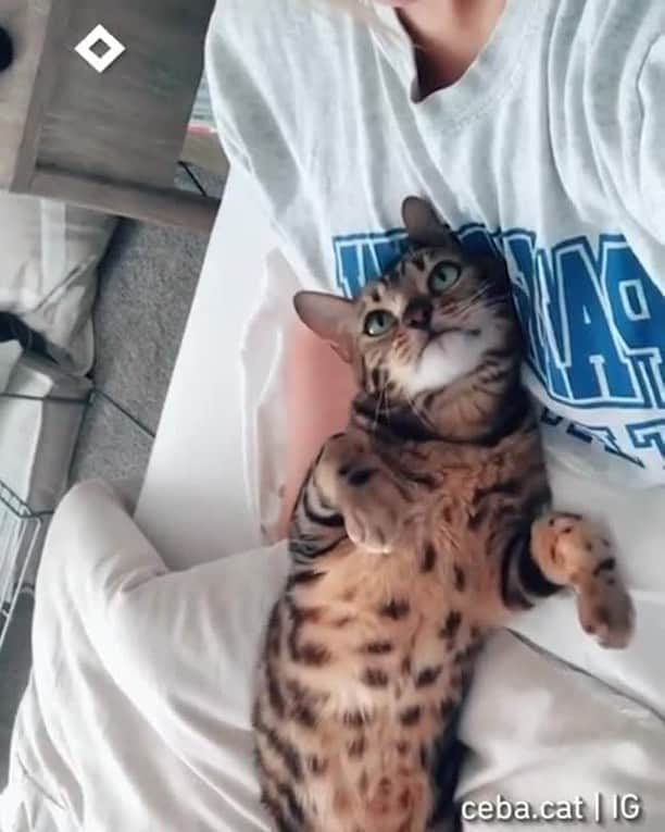 Aww Clubのインスタグラム