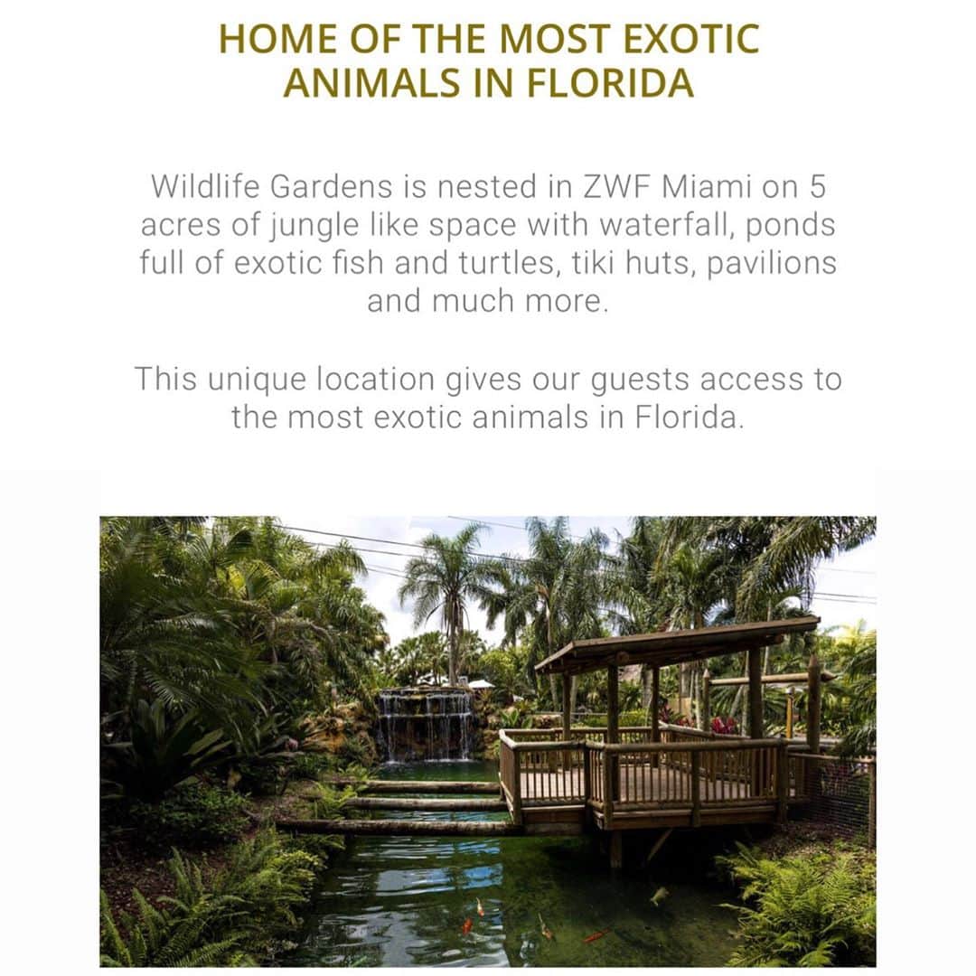 Zoological Wildlife Foundationさんのインスタグラム写真 - (Zoological Wildlife FoundationInstagram)「Join us as we launch our new and exciting venture!!🐾  Wildlife Gardens is an exceptional event venue located in Miami. Home to exotic wildlife such as, big cats, primates, large predatory birds, mammals, and reptiles.  We create and host spectacular events for private, corporate & social guests.  An iconic property in Florida resting on 5 acres of land. When you enter Wildlife Gardens, you are transported in a tropical jungle greeted by sounds of exotic birds, primates and ferocious felines. Our landscape is a mix of tropical jungle, waterfall, live pond and exotic animal habitat. Check us out and book your next event. More information: (786)494-0332 #eventplanner #eventvenue #holidaydestination」11月5日 6時22分 - zwfmiami