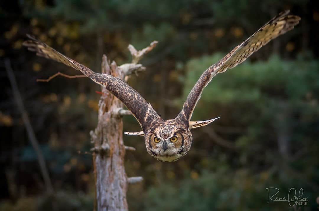 Ricoh Imagingさんのインスタグラム写真 - (Ricoh ImagingInstagram)「Posted @withregram • @renefisher_photography Took my First Visit to the Canadian Raptor Conservatory last week! Here's one of the first o many, the Great Horned Owl!⁠ Such an amazing experience, I will definitely be back!⁠ Taken with my K3II and 100mm macro⁠ .⁠ .⁠  #owl #onlyowls #elite_raptors #audubonsociety , #ig_birdwatchers , #allmightybirds , #planetbirds , #pocket_birds #canadianphotographer , #ricohpentax , #sharecangeo , #ThisWeekOnInstagram , #teampentax , #canadianwildlife⁠ #discoverwildlife , #exclusive_animals , #wildlifeonearth⁠ #splendid_animals , #wildlifeplanet , #wildlifephotography⁠ #discoveron , #exploreontario #owlsofinstagram #pentaxian #richohimaging #shootpentax #pentax #greathornedowl⁠ ⁠」11月5日 6時32分 - ricohpentax