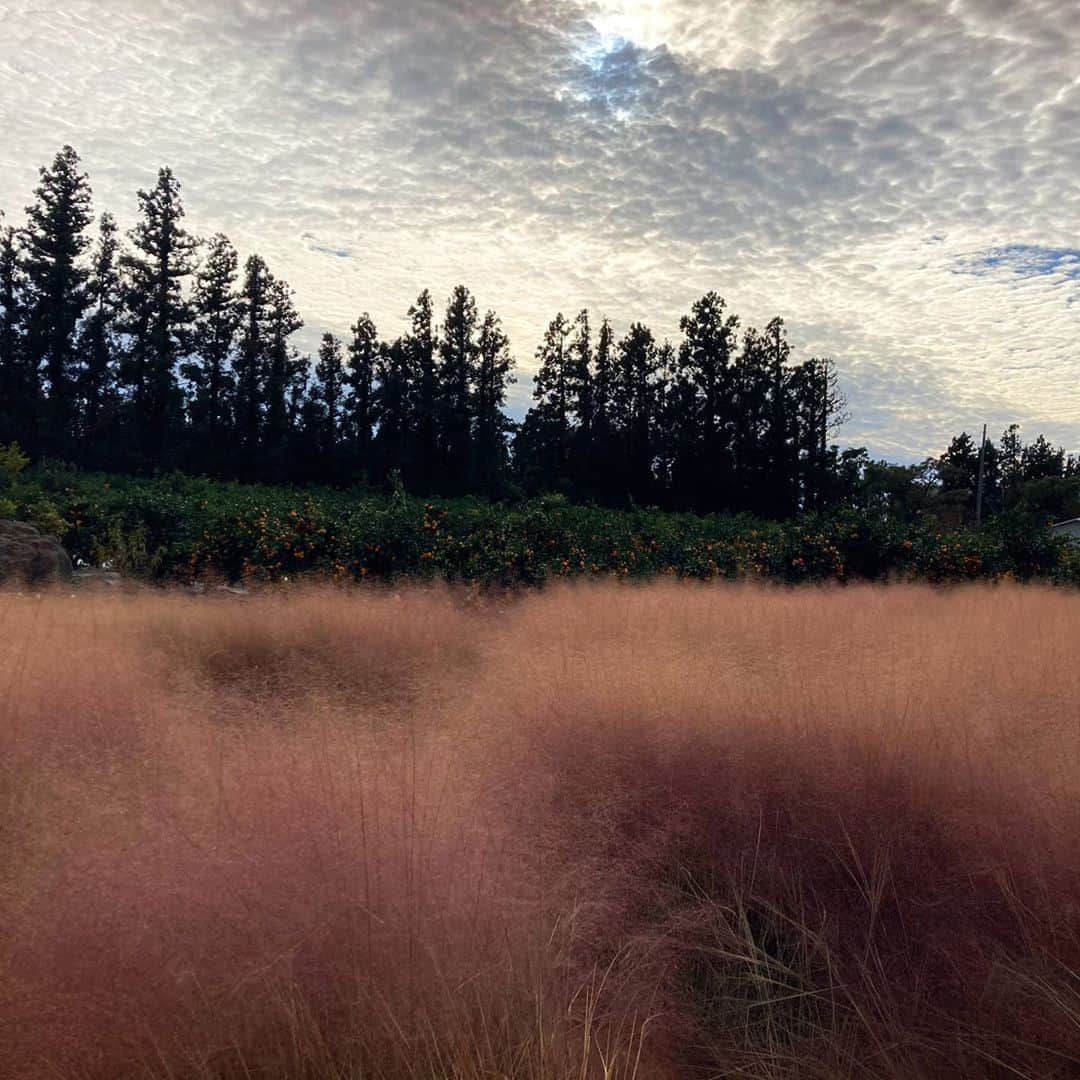 チョン・ダへさんのインスタグラム写真 - (チョン・ダへInstagram)「이쁘다, 제주.  오늘도 만나면 즐거운 언니야들과 신나고 행복한 시간🥰 ㆍ ㆍ 다 끝나가는 핑크뮬리 늘 한 발짝 느린 딸래.  그래, 그래. 느려도  내 속도에 맞게 사는거 🚶‍♀️🚶‍♀️  그게 좋아 😀   🤭🤭  #딸래in제주 #제주도민 #제주살이 #핑크뮬리 #이쁘다 #가을타는딸래 #제주도보여드려요 #손발오글」11月5日 16時28分 - ddallae