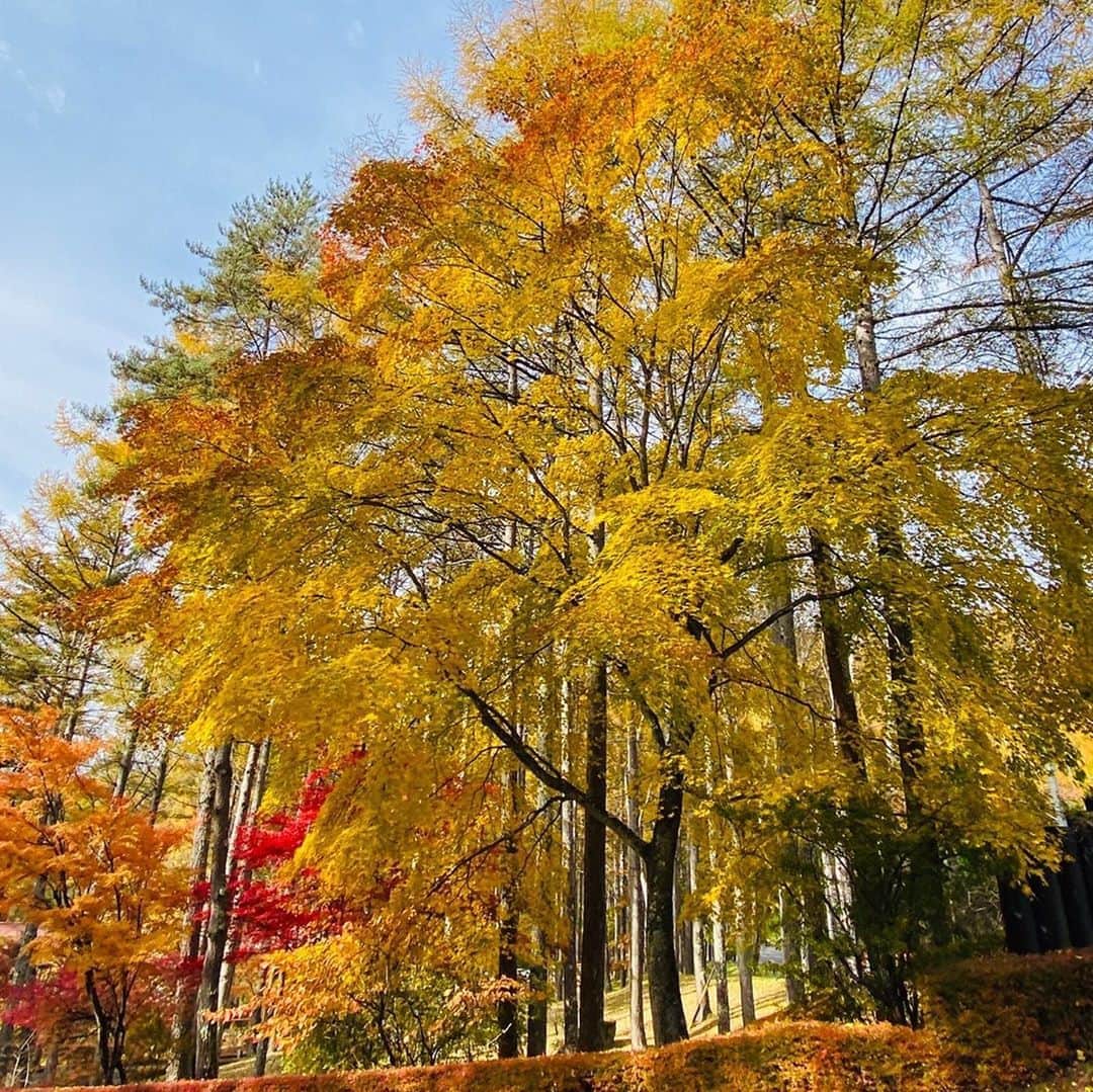橋本昌彦のインスタグラム：「満月の次の日 最高の紅葉🍁の中での LIFE Educationリトリート  濃密な時間  #蓼科 #紅葉 #lifeいのち #リトリート」