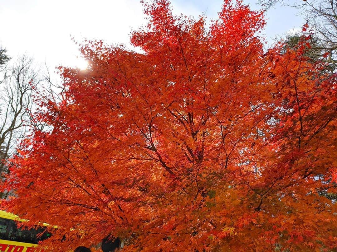 美咲あいりさんのインスタグラム写真 - (美咲あいりInstagram)「🍁﻿ ﻿ ﻿ ﻿ #Autumnleaves﻿ #Nikko﻿ #Japan」11月5日 16時57分 - misakiairi