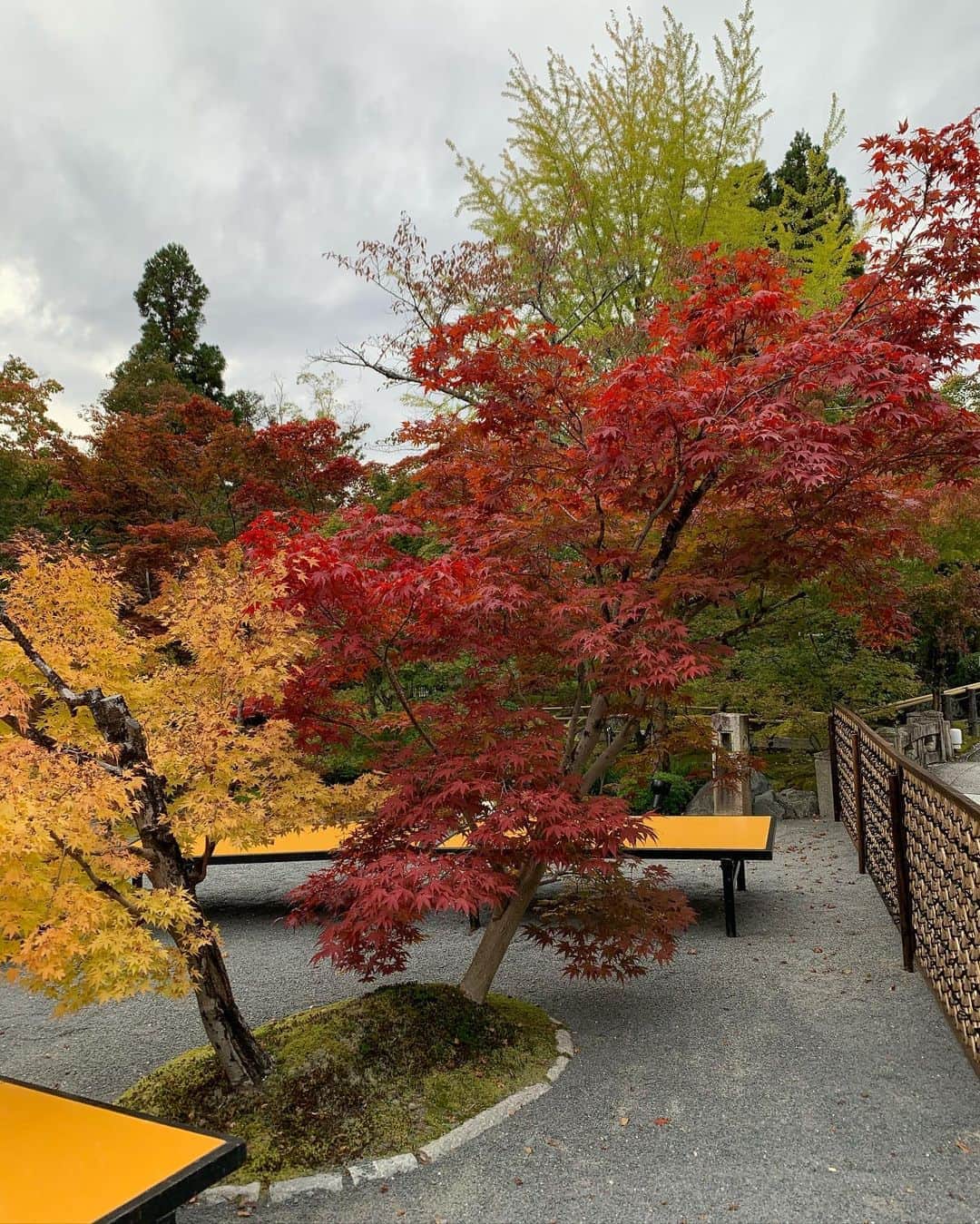 植野有砂さんのインスタグラム写真 - (植野有砂Instagram)「A bit early for the red leaves 🍁😞京都はまだ紅葉ではなかった🥺次行く頃には真っ赤に色づいているといいなぁ💕まぁ京都に関して言えるのは、赤くなくても綺麗😂❤️」11月5日 17時18分 - alisaueno