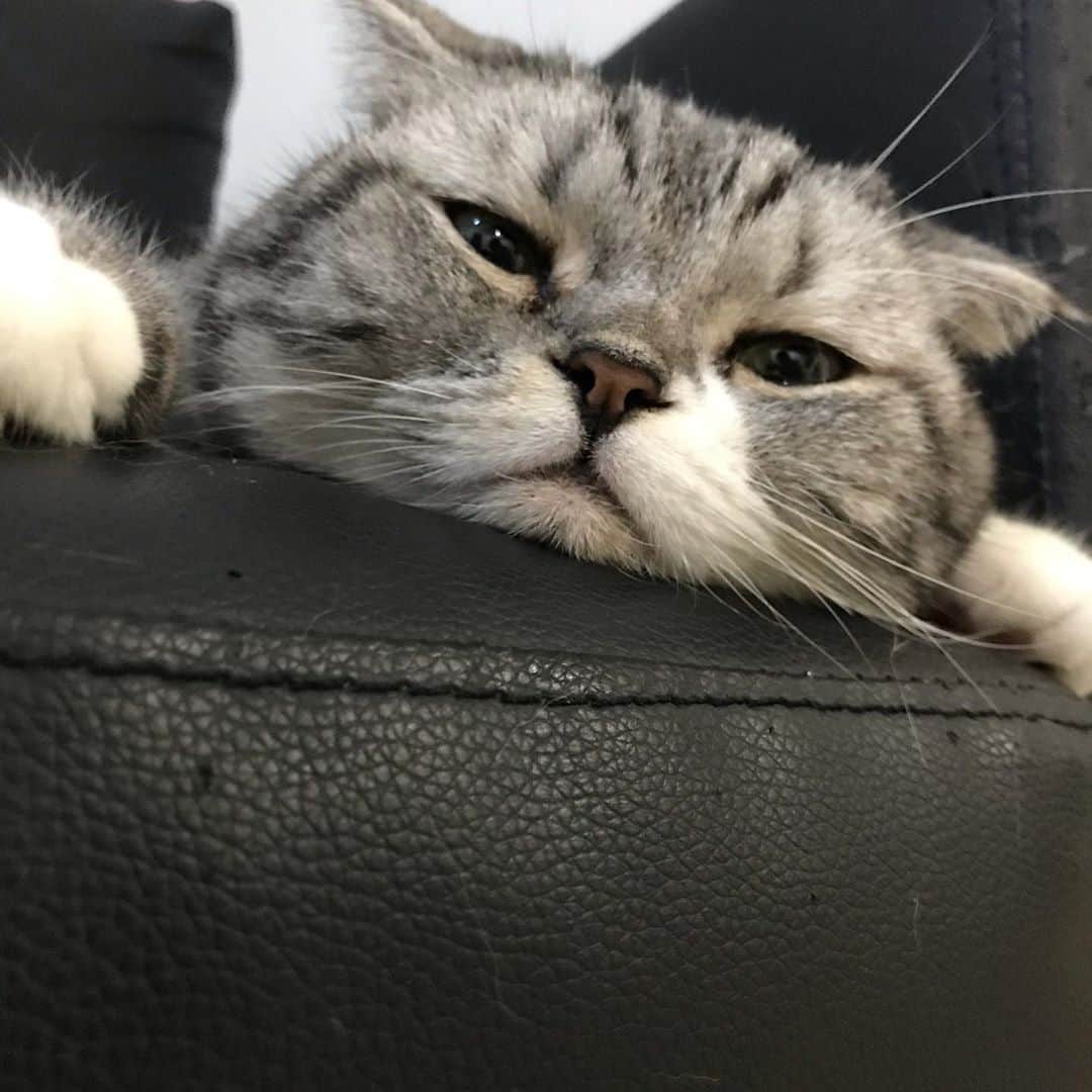 KATSUOのインスタグラム：「毛が伸びてきて早速今朝ゲロった方 . #cat #catsofinstagram #catstagram #instacat #cutecat #katsuo」