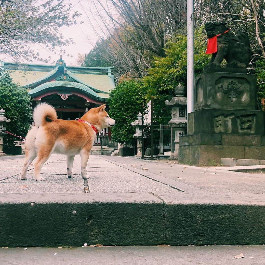 柴犬小春のインスタグラム