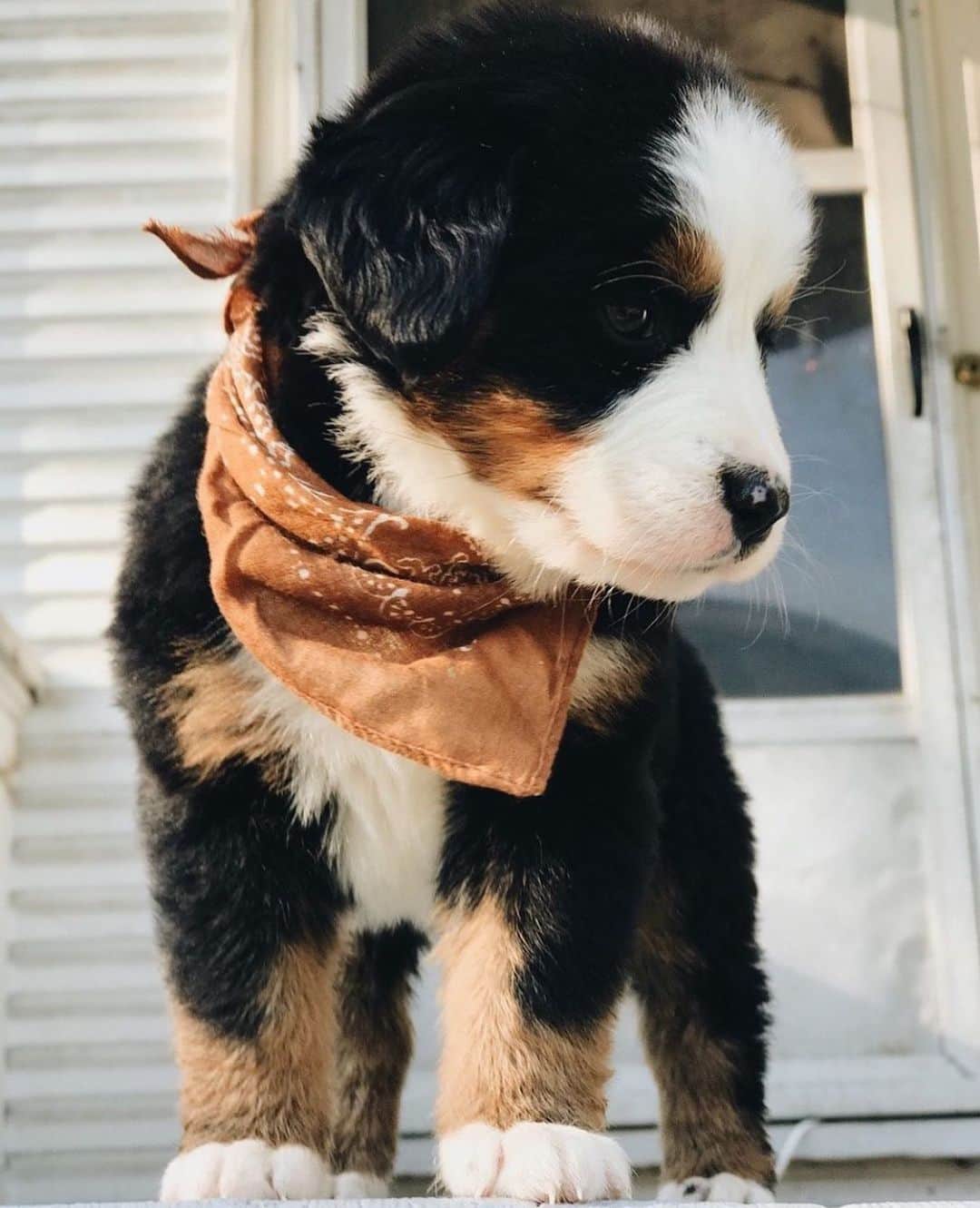 Style Fashion Luxuryのインスタグラム：「Beautiful little friend 😍  Tag someone!」