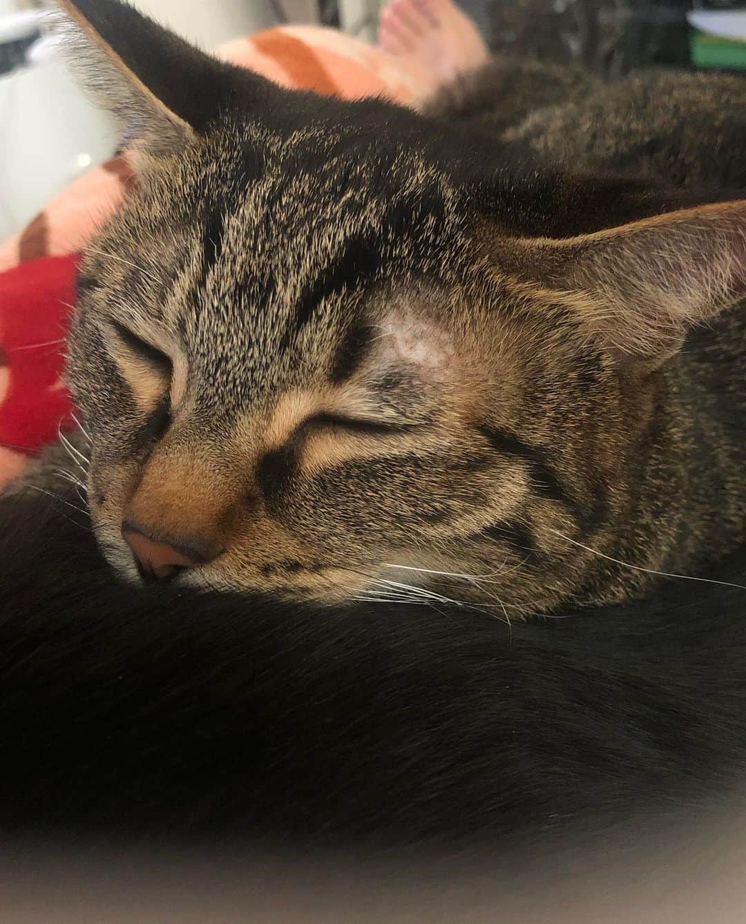 星那美月さんのインスタグラム写真 - (星那美月Instagram)「朝二度寝してたらルー君が私のおっぱいを触りながら毛布をちゅっちゅしててさらにその下の股間の間にフリン君が居て身動き取れなくなってた…マザコン2匹朝からすげー🐈🐈  #猫のいる暮らし #catstagram」11月5日 9時14分 - mitsukihoshina