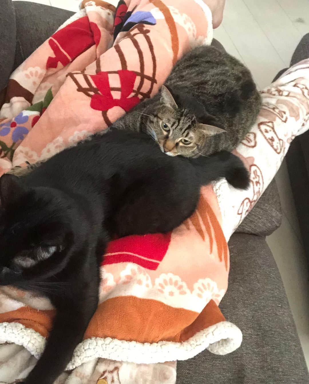 星那美月さんのインスタグラム写真 - (星那美月Instagram)「朝二度寝してたらルー君が私のおっぱいを触りながら毛布をちゅっちゅしててさらにその下の股間の間にフリン君が居て身動き取れなくなってた…マザコン2匹朝からすげー🐈🐈  #猫のいる暮らし #catstagram」11月5日 9時14分 - mitsukihoshina