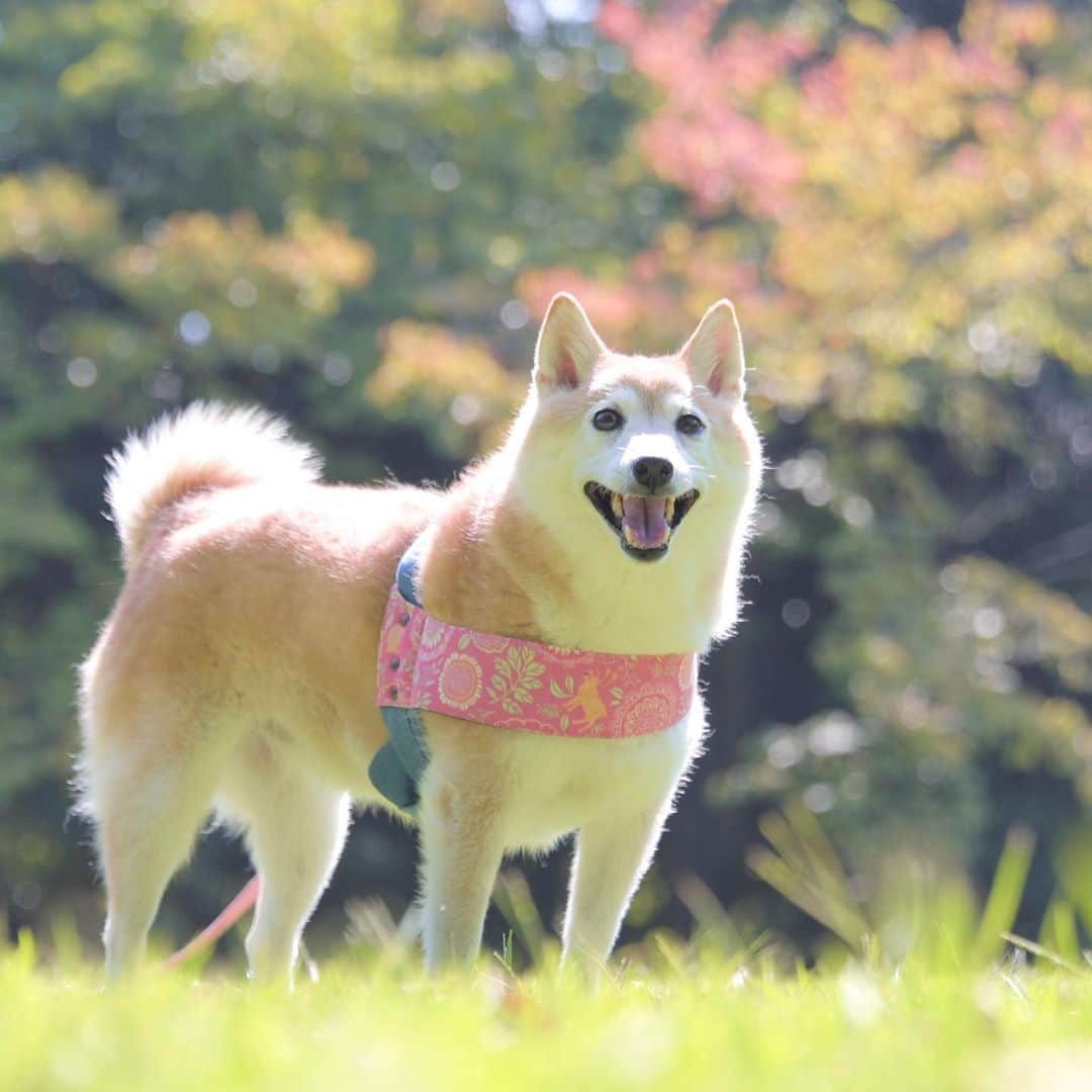 meekooのインスタグラム：「今日はカラッといい天気☀️ この公園にもそろそろ行きたいなぁ🐕🍁 #色づき具合が気になる #このpicはいつかの公園」
