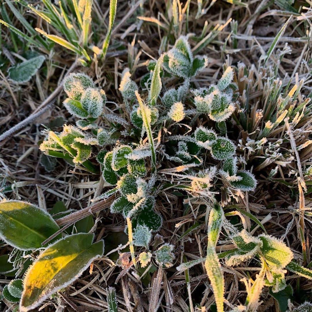 のインスタグラム：「お庭で初霜❄️と 寒さを忘れて娘と遊ぶ朝。 朝陽で輝いて美しい✨✨✨  と思えるのは、 きっとまだ寒さの入り口だからかな…  竹田の長湯・久住エリアは、 寒い中でも桁違いに寒いと 皆さんが口を揃えて言います❄️❄️❄️  そして、まだまだ こんなものでは無いと。  最近は会う人会う人に お家の防寒対策を聴き、 追加で暖房器具を購入。  でも！ エアコンやヒーターなど 暖房器具を2台つけると ブレーカーが落ちてしまう…💦  凍死しないように 考えなければ。。。  娘は、幻想的な美しさの中で、 私は、現実とも向き合う朝でした。  #大分　#竹田　#初霜　#oita #taketa #thefirstfrostoftheyear #ツタエルヒト。」
