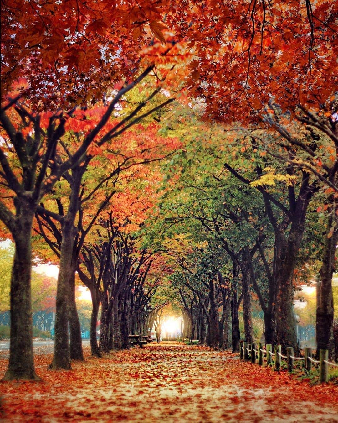 Padgramさんのインスタグラム写真 - (PadgramInstagram)「Would you take a walk here ? ✨🍂🍁🍂🍂✨#Incheon @discoverincheon.en  . . #pgdaily #pgstar #pgcounty #korea #planetgo #planet #planetearth #amazing #awesome #nature」11月5日 9時53分 - planet.go