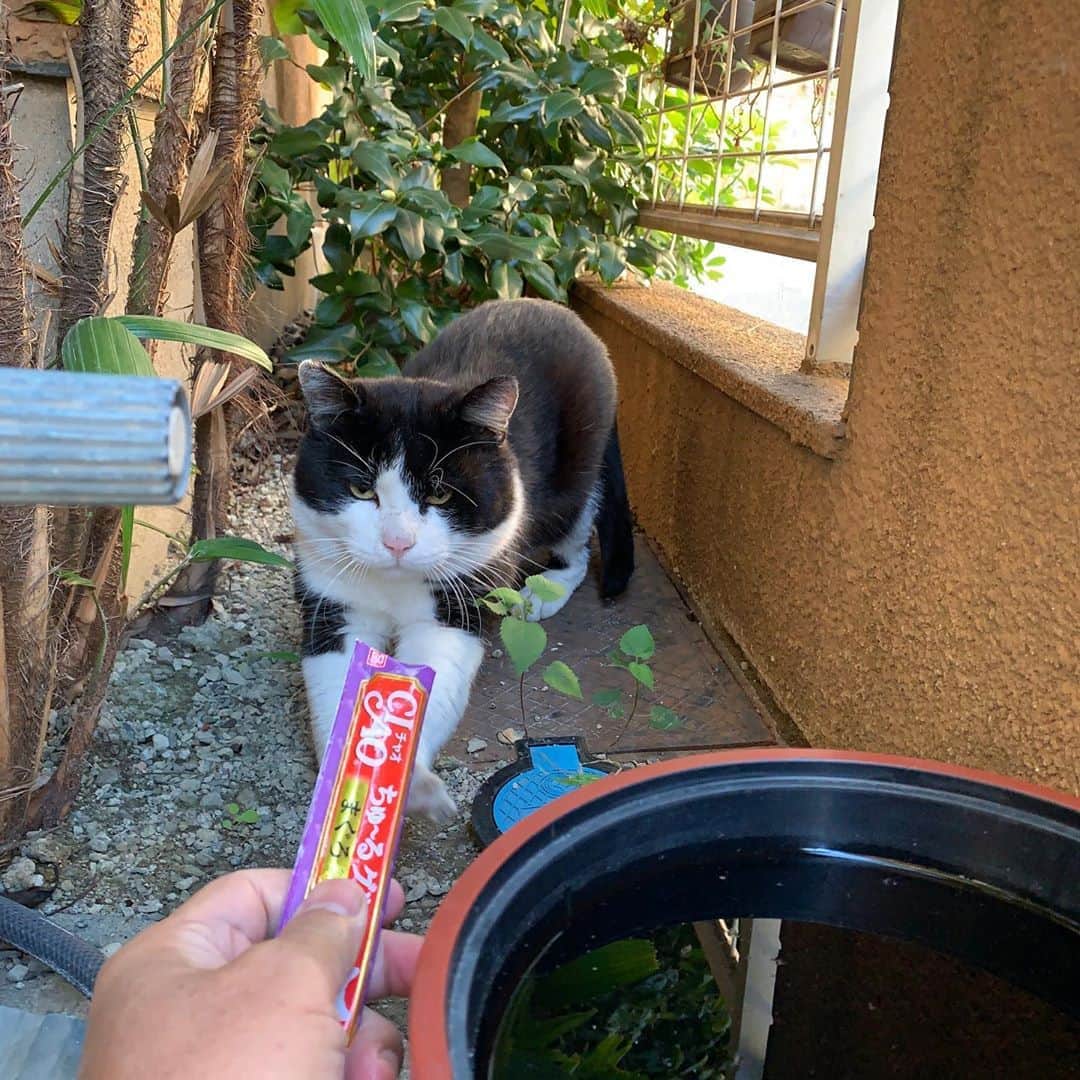 Kachimo Yoshimatsuさんのインスタグラム写真 - (Kachimo YoshimatsuInstagram)「おはようイカスミ Good Morning Ikasumi 最近来るのが遅い。 #うちの猫ら #猫 #ねこ #cat #ネコ #catstagram #ネコ部 http://kachimo.exblog.jp」11月5日 10時09分 - kachimo