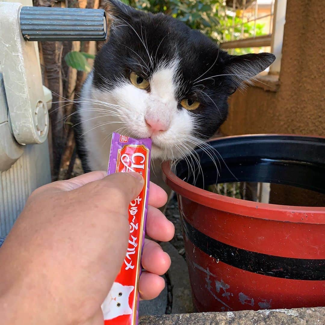 Kachimo Yoshimatsuさんのインスタグラム写真 - (Kachimo YoshimatsuInstagram)「おはようイカスミ Good Morning Ikasumi 最近来るのが遅い。 #うちの猫ら #猫 #ねこ #cat #ネコ #catstagram #ネコ部 http://kachimo.exblog.jp」11月5日 10時09分 - kachimo