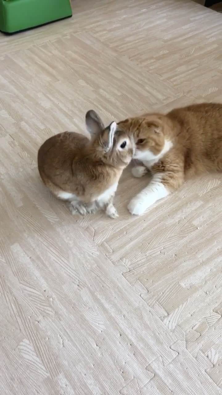 bunny & 2 catsのインスタグラム