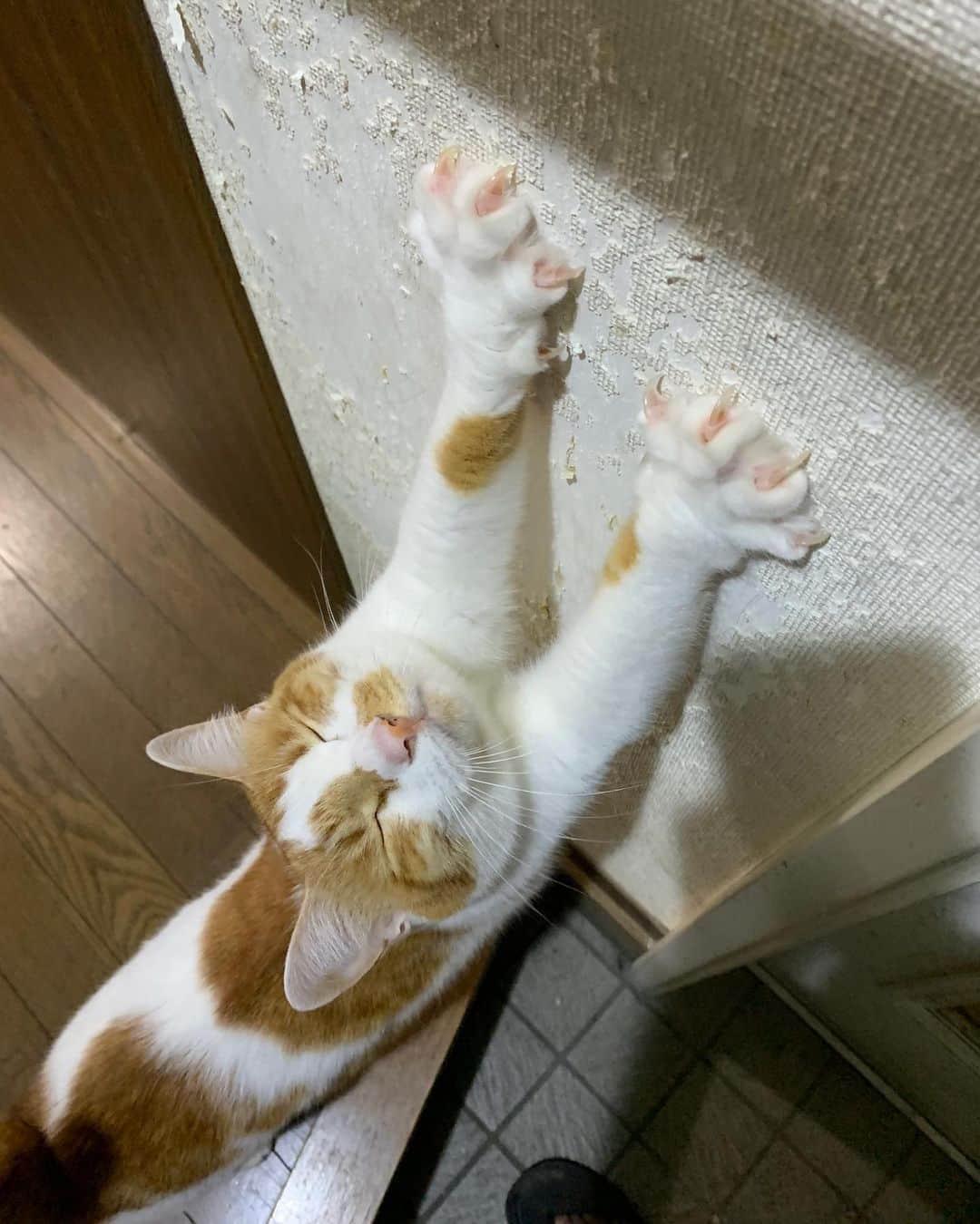 Kachimo Yoshimatsuさんのインスタグラム写真 - (Kachimo YoshimatsuInstagram)「そこで爪とがないで〜！ #うちの猫ら #oinari #猫 #ねこ #cat #ネコ #catstagram #ネコ部 http://kachimo.exblog.jp」11月5日 10時17分 - kachimo