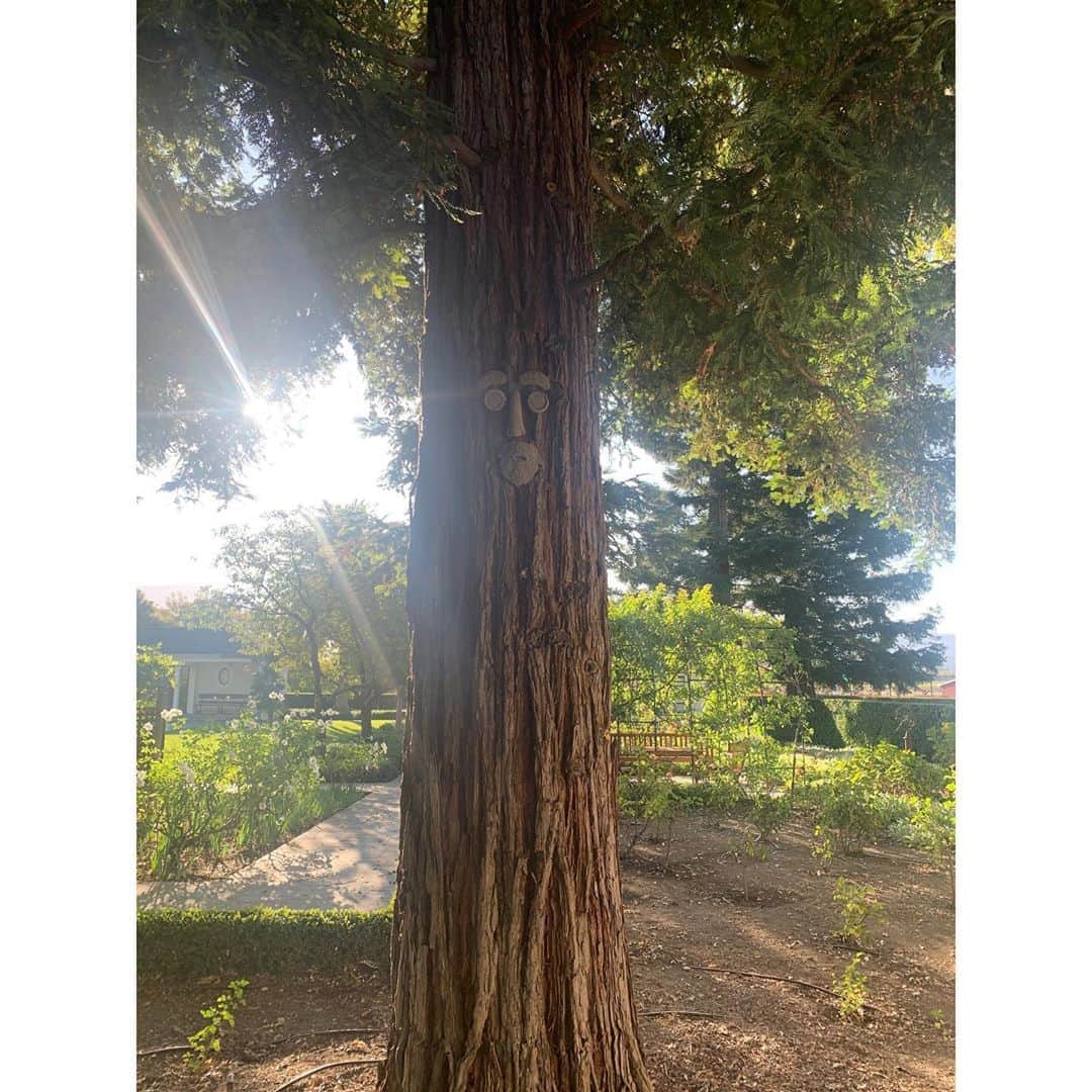 エリン フェザーストンのインスタグラム：「The ‘Imagine’ tree in my mother’s garden feels apropos for today. Sending vibrations of love and unity to all.」