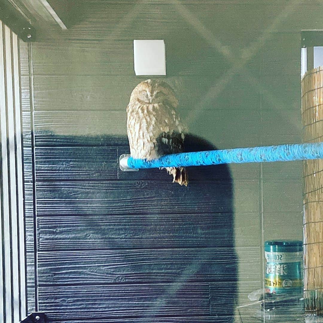 林家木久蔵（2代目）さんのインスタグラム写真 - (林家木久蔵（2代目）Instagram)「爆睡中〜🦉 #ペット #猛禽類 #フクロウ #ふくろう #梟 #owl #モリフクロウ #もりふくろう #もんちゃん」11月5日 11時01分 - kikuzo2nd