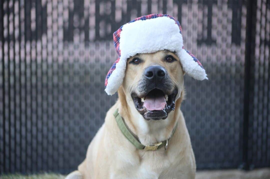 BarkBoxさんのインスタグラム写真 - (BarkBoxInstagram)「I, THE PERSONIFICATION OF A DOG COMPANY, HAVE NOTHING TO OFFER Y'ALL BUT THESE PICTURES OF MY DOG TODAY. HIS NAME IS COLONEL MUSTARD.⁠⠀ ⁠⠀ HOPE YA LIKE 'EM.⁠⠀ ⁠⠀ Y'ALL GOT ONE MORE PICTURE THAN TWITTER FOR NO REASON AT ALL 💗」11月5日 11時26分 - barkbox