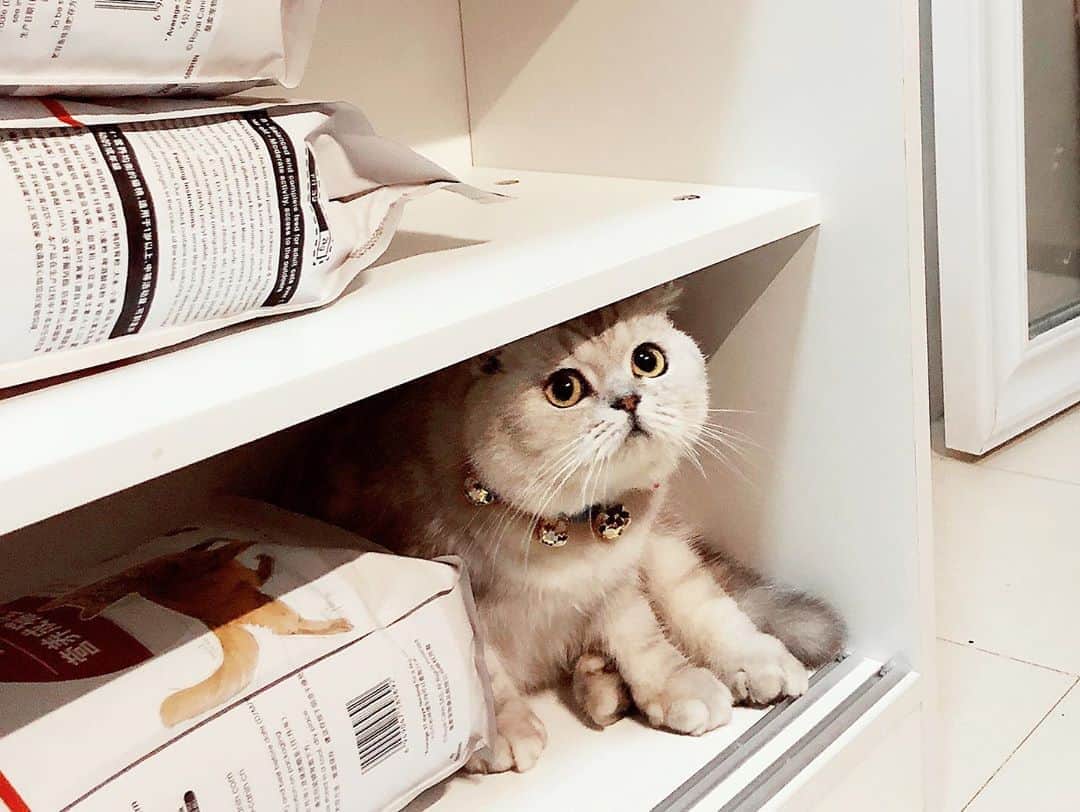 ルフさんのインスタグラム写真 - (ルフInstagram)「The boxes 📦 have been packed, who wants these express of cats?😁 - - #cats #sadcat #cute #angel #adorable #lovely」11月5日 11時33分 - lanlan731