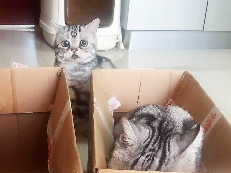 ルフさんのインスタグラム写真 - (ルフInstagram)「The boxes 📦 have been packed, who wants these express of cats?😁 - - #cats #sadcat #cute #angel #adorable #lovely」11月5日 11時33分 - lanlan731