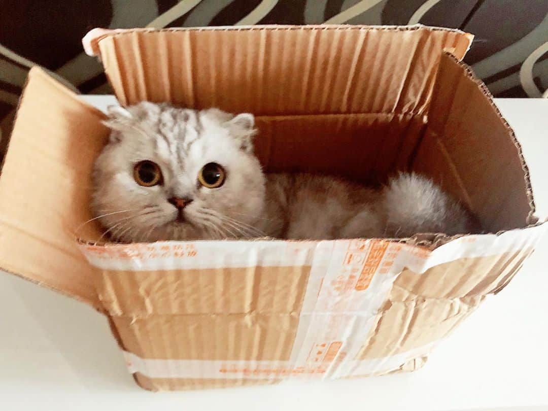 ルフさんのインスタグラム写真 - (ルフInstagram)「The boxes 📦 have been packed, who wants these express of cats?😁 - - #cats #sadcat #cute #angel #adorable #lovely」11月5日 11時33分 - lanlan731