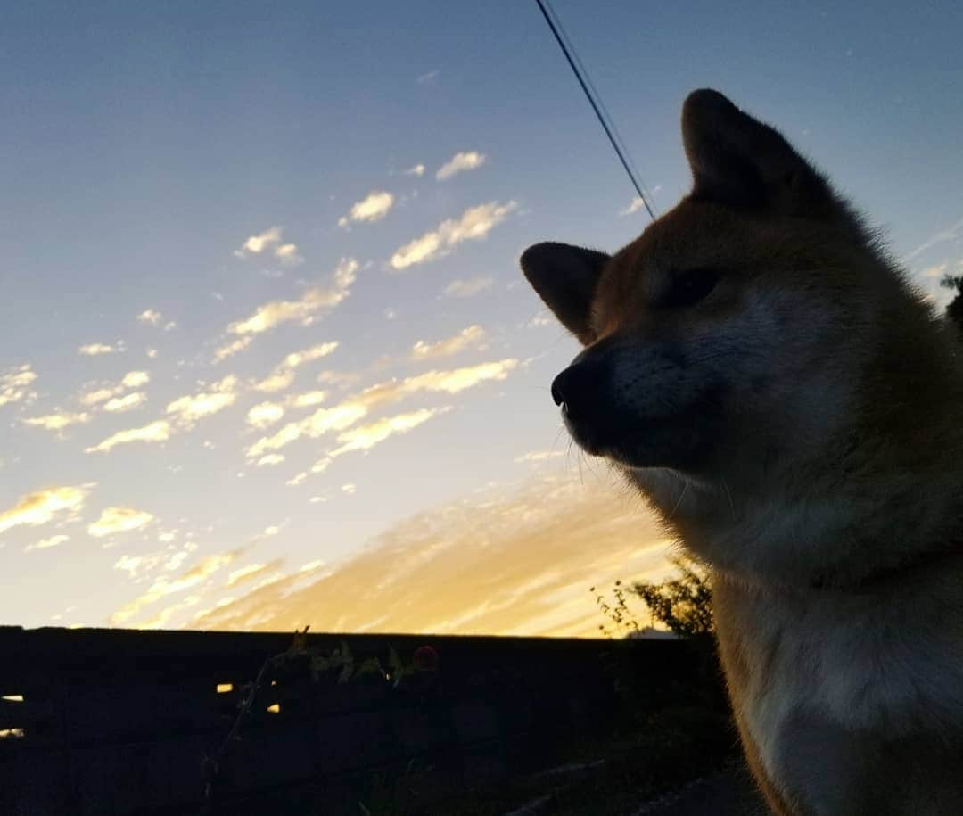 柴犬たま Shibainu Tamaのインスタグラム