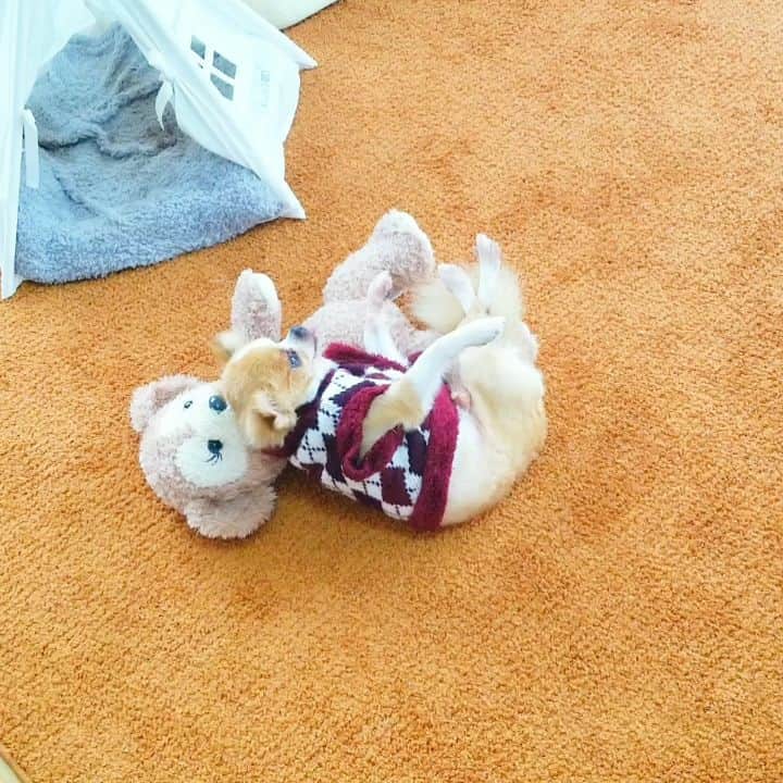 石関友梨のインスタグラム：「朝起きたら部屋に落ちてた  #チワワ #ユニ #チワワのいる暮らし  #ぬいぐるみ #モーニング」