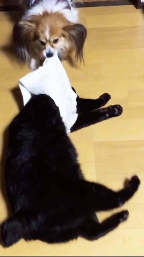 maimocotoのインスタグラム：「実家のらぁちゃん（黒猫）vsまめ（犬）。 #おいはぎらぁちゃん シリーズに音楽つけてみたよ笑 ＊ ＊ 『ぼくのお気に入り返してよ！👕』」