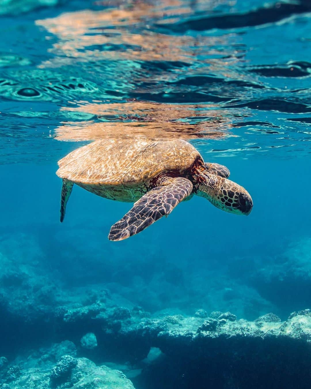 And Youさんのインスタグラム写真 - (And YouInstagram)「Everyday you spend in the ocean is a day well spent.   . . . . .  #sealife #staysalty #underwaterphotography #water_of_our_world #instapassport #aroundtheworldpix #ig_masterpiece #campinassp #flashesofdelight #travelog #hawaiian #hawaiiunchained #hawaiilife #canonphotos #canoneos」11月5日 12時41分 - dolphinsandyou