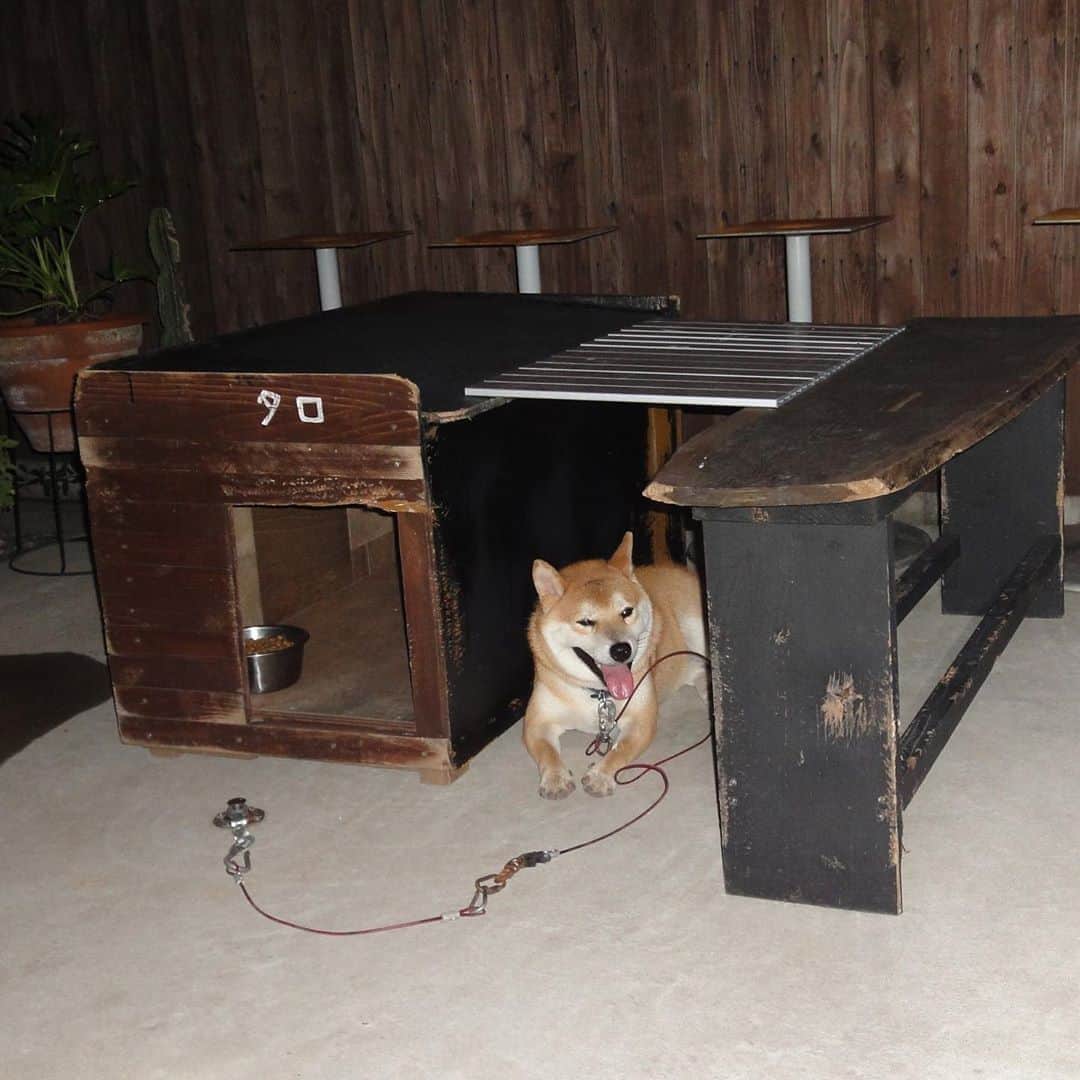 柴犬 たろさんのインスタグラム写真 - (柴犬 たろInstagram)「🐻 ぼくがゼロ歳と1歳の頃だよ❤ 屋根の上でポロン🍌  プリンは🍮嫌いだから、捨ててやったぜ🐸  富士額が酷すぎるぜ🗻 * * #shibainu #japanesedog #柴犬」11月5日 12時44分 - tarochantarochan